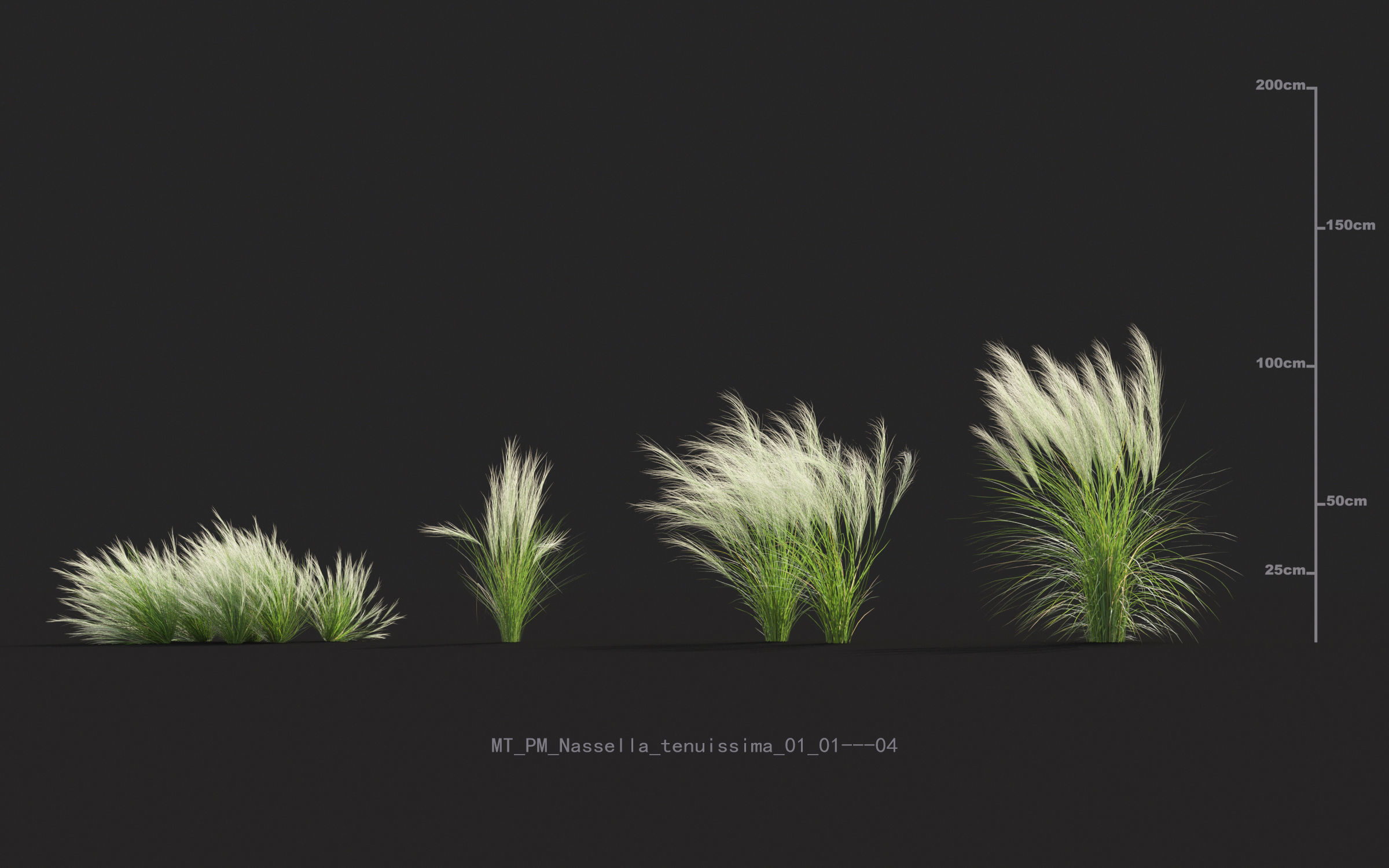 Miscanthus grass collection - Include GrowFX and Mesh file 3D model_47