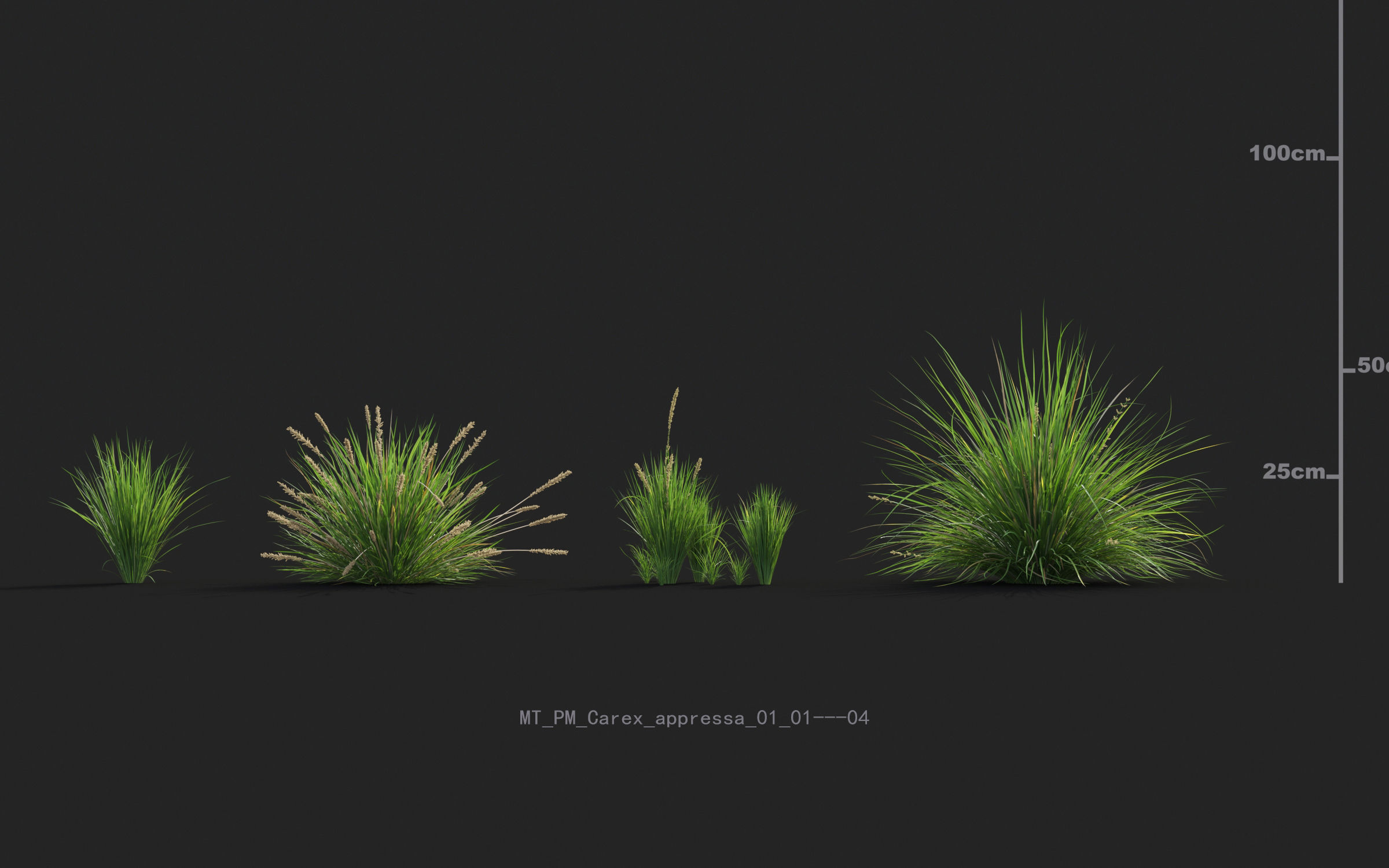 Miscanthus grass collection - Include GrowFX and Mesh file 3D model_11