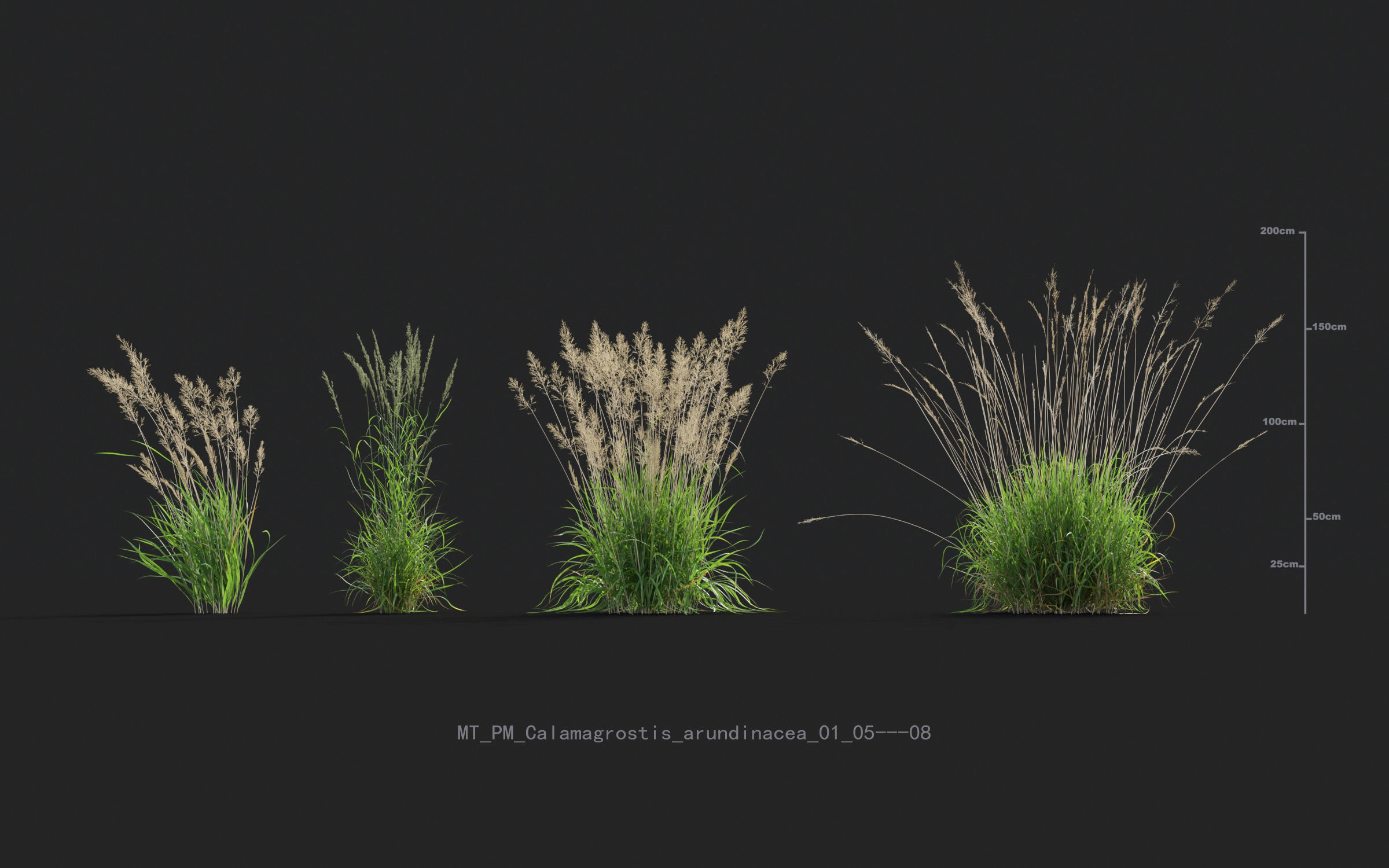 Miscanthus grass collection - Include GrowFX and Mesh file 3D model_10