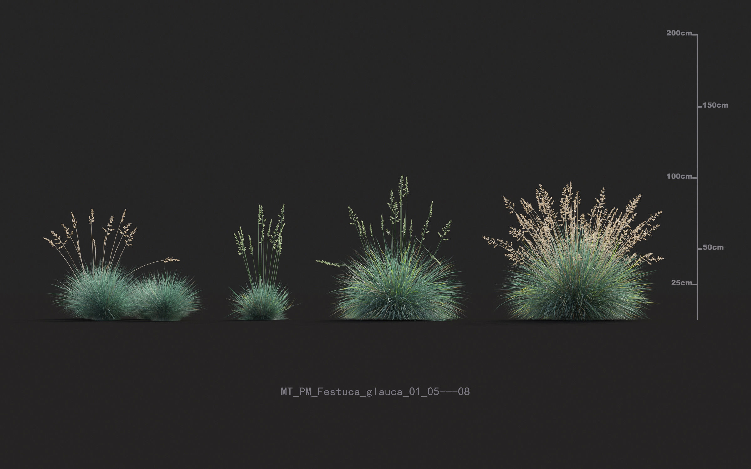 Miscanthus grass collection - Include GrowFX and Mesh file 3D model_18