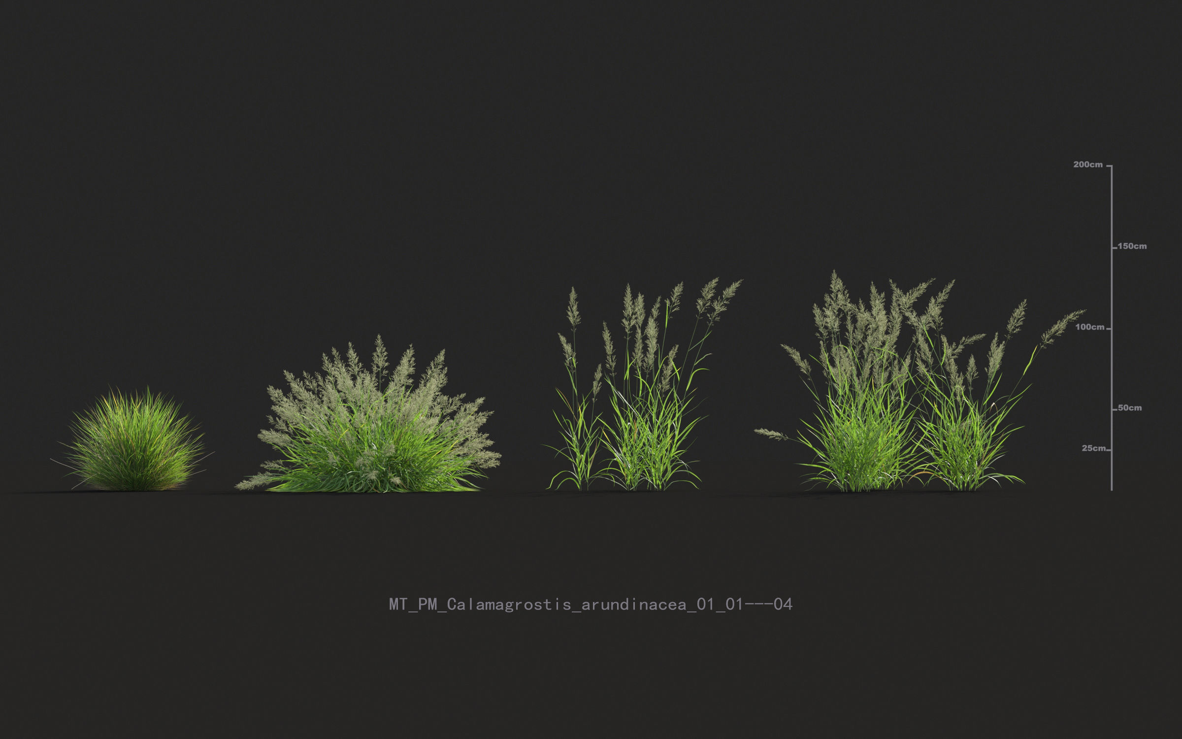 Miscanthus grass collection - Include GrowFX and Mesh file 3D model_9