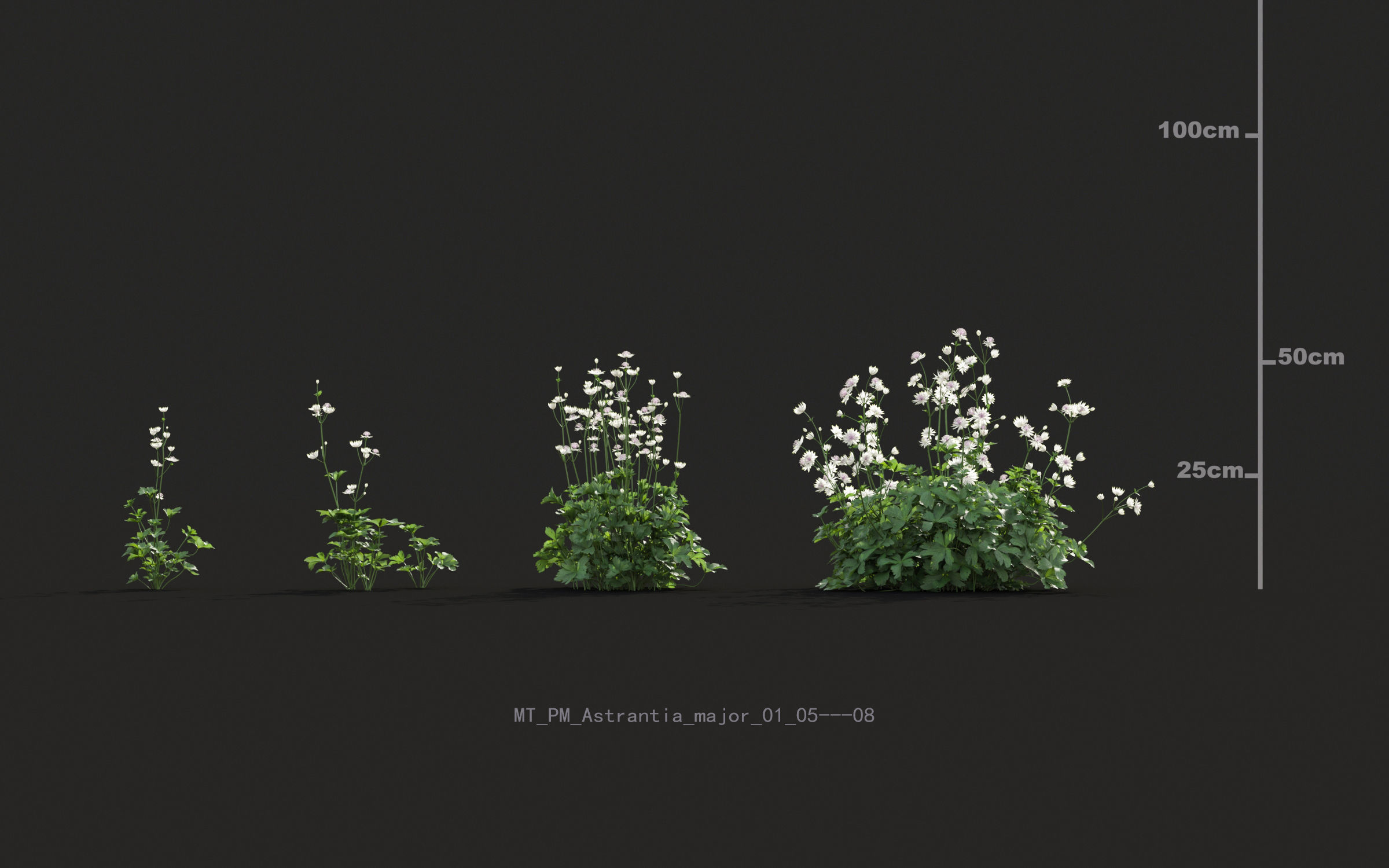 Miscanthus grass collection - Include GrowFX and Mesh file 3D model_8