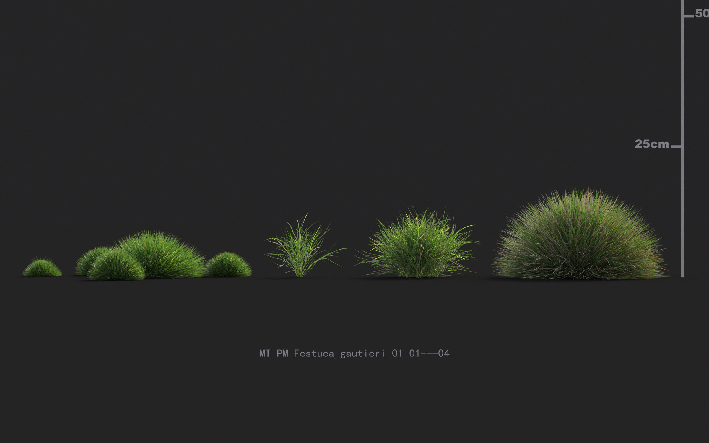 Miscanthus grass collection - Include GrowFX and Mesh file 3D model_15