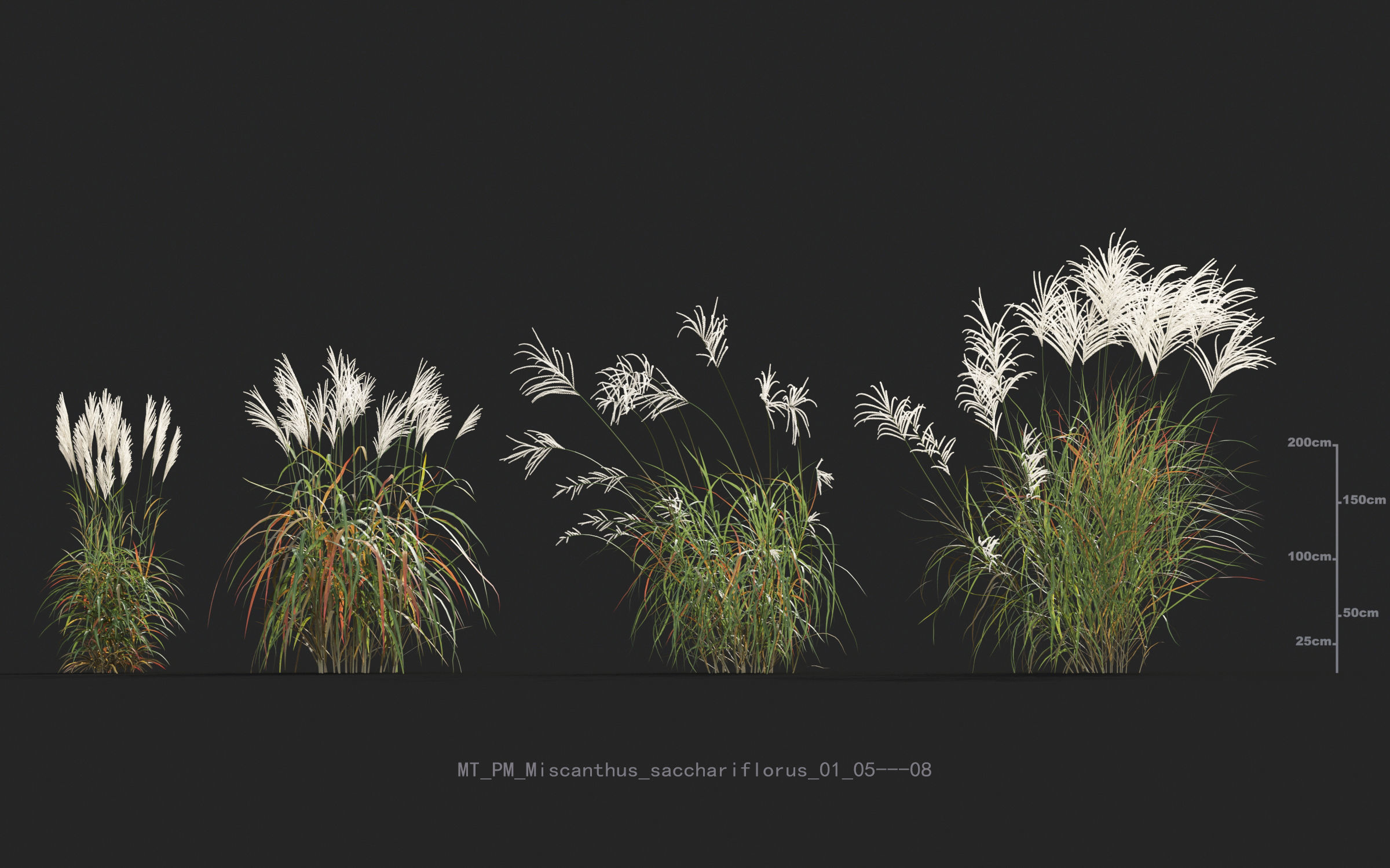Miscanthus grass collection - Include GrowFX and Mesh file 3D model_42