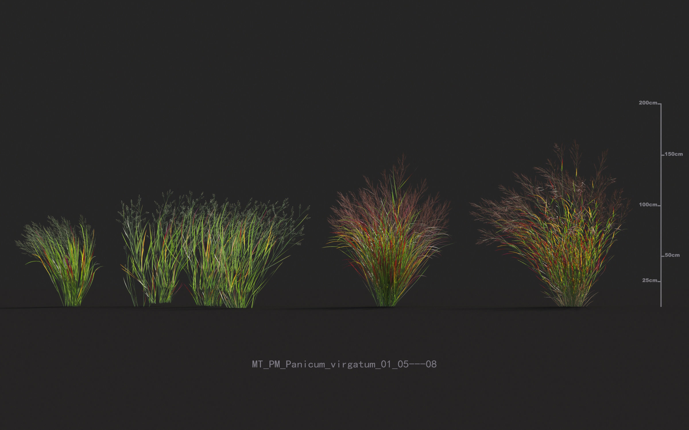 Miscanthus grass collection - Include GrowFX and Mesh file 3D model_50