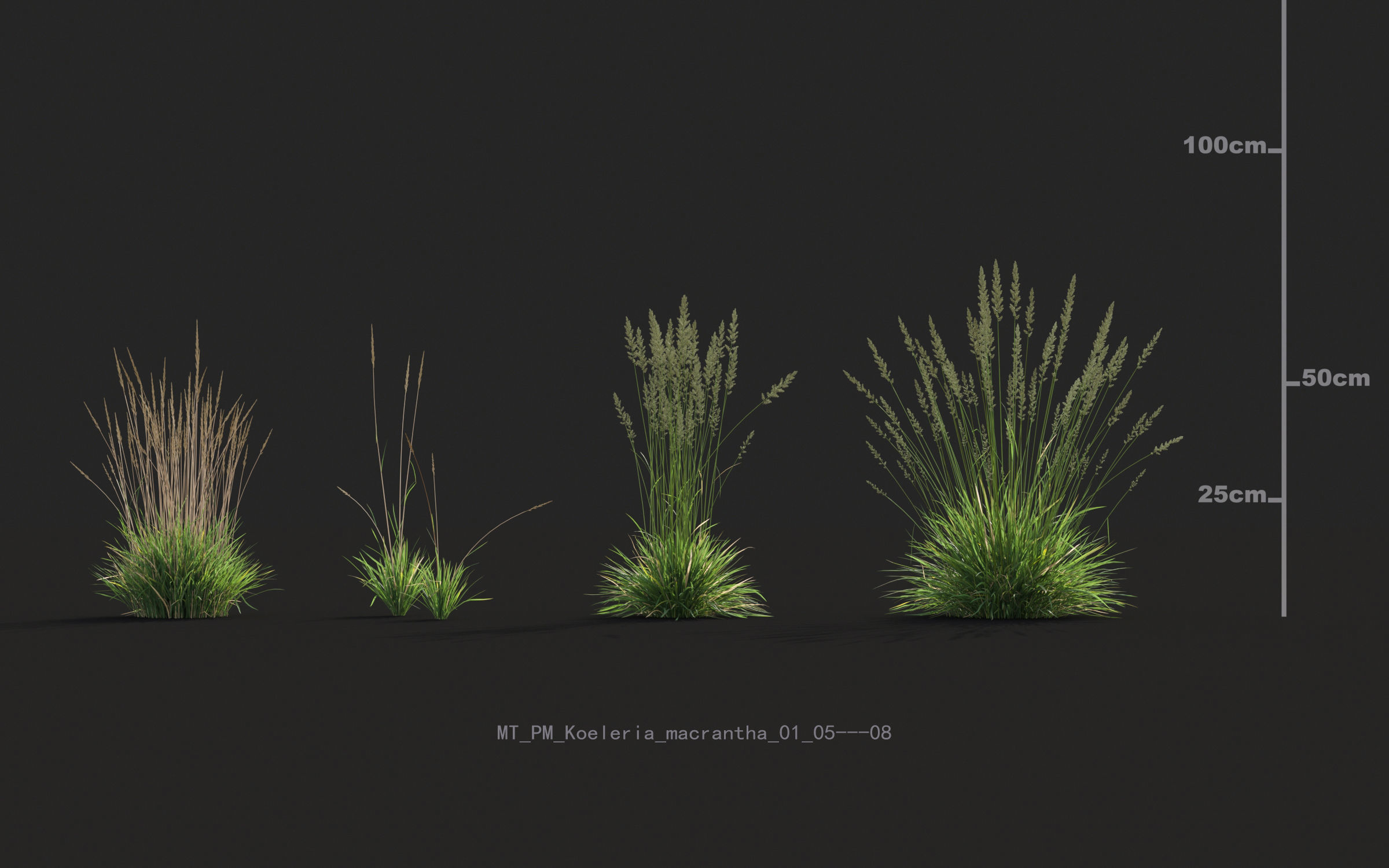 Miscanthus grass collection - Include GrowFX and Mesh file 3D model_30
