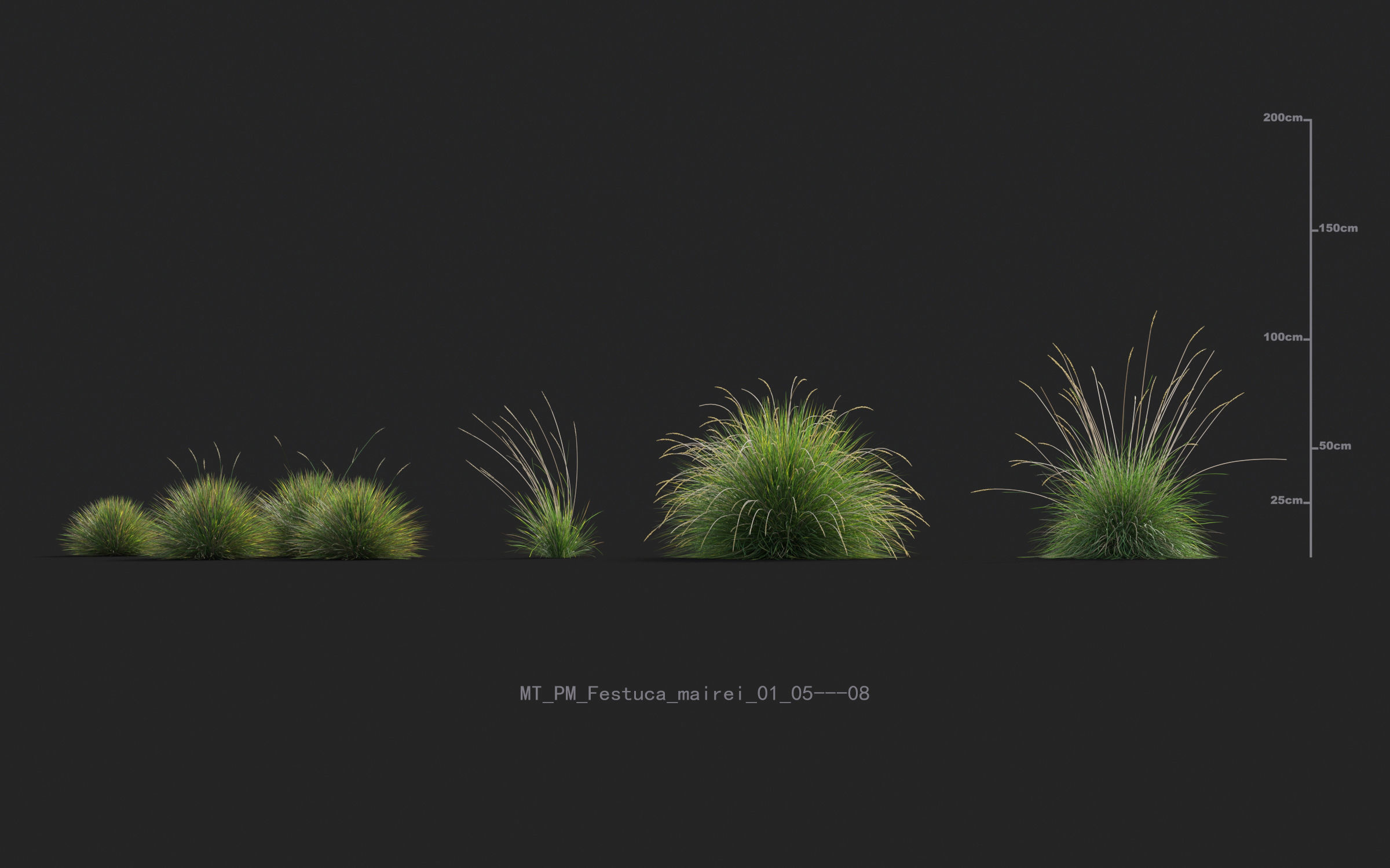 Miscanthus grass collection - Include GrowFX and Mesh file 3D model_20