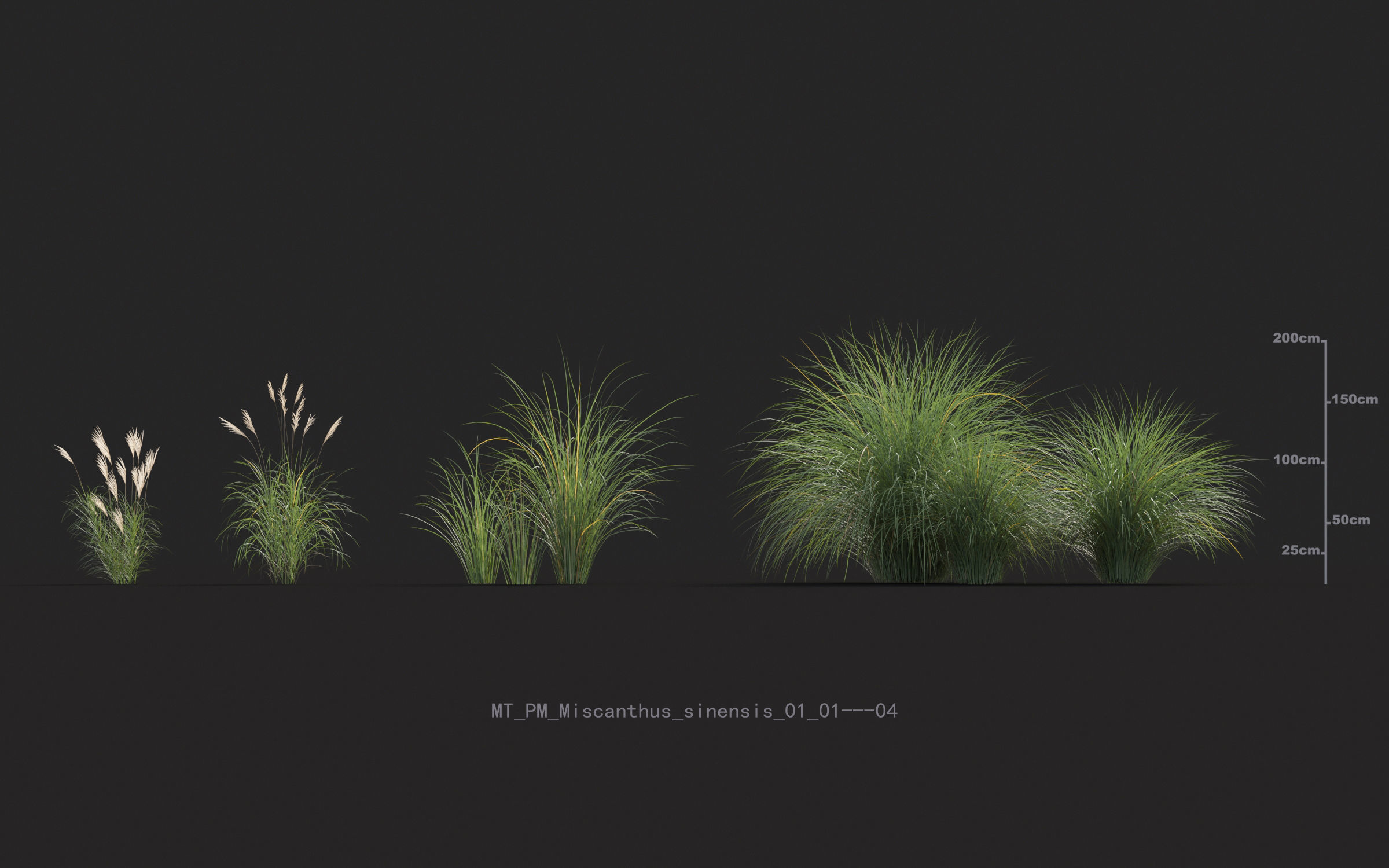 Miscanthus grass collection - Include GrowFX and Mesh file 3D model_43