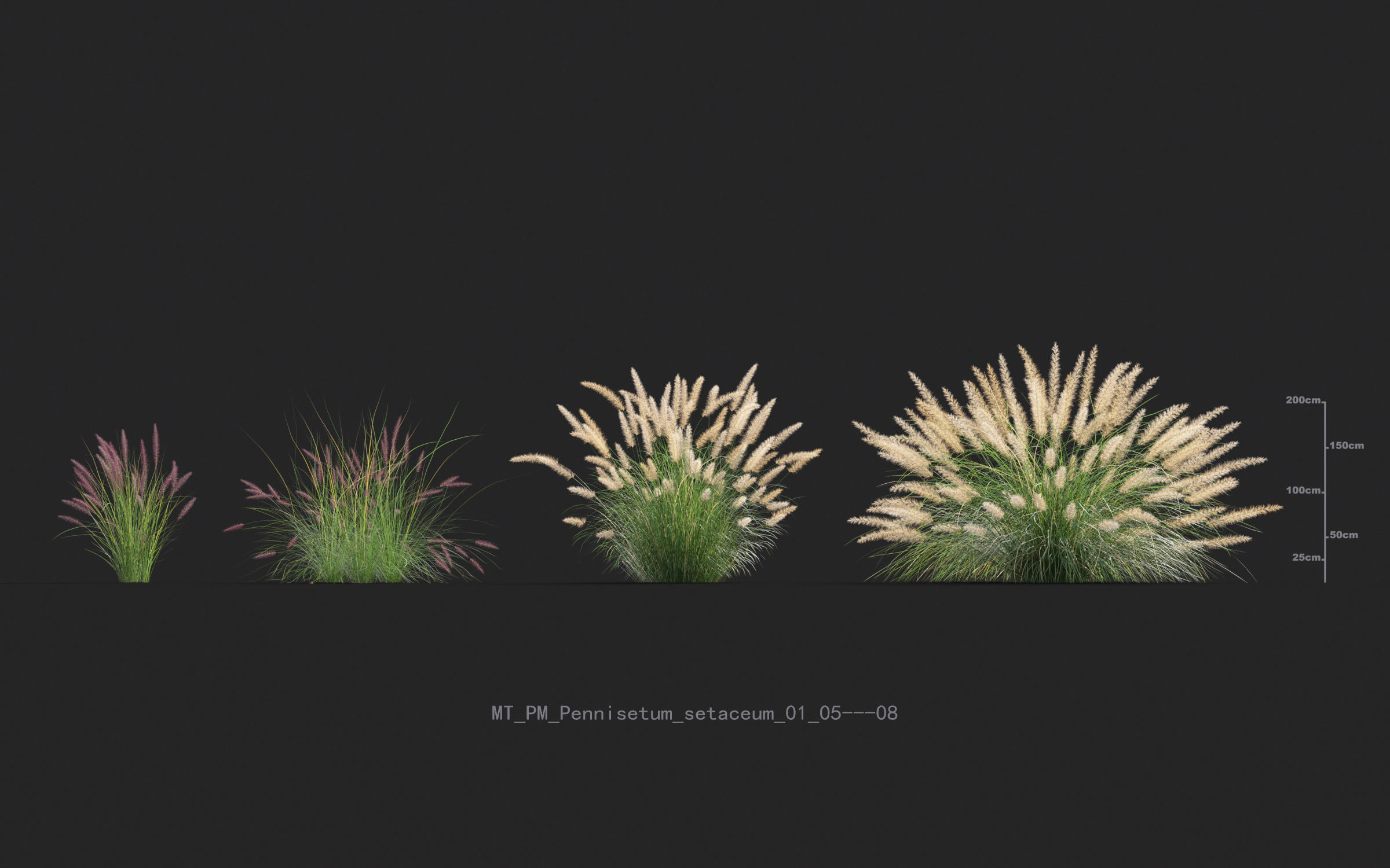 Miscanthus grass collection - Include GrowFX and Mesh file 3D model_54