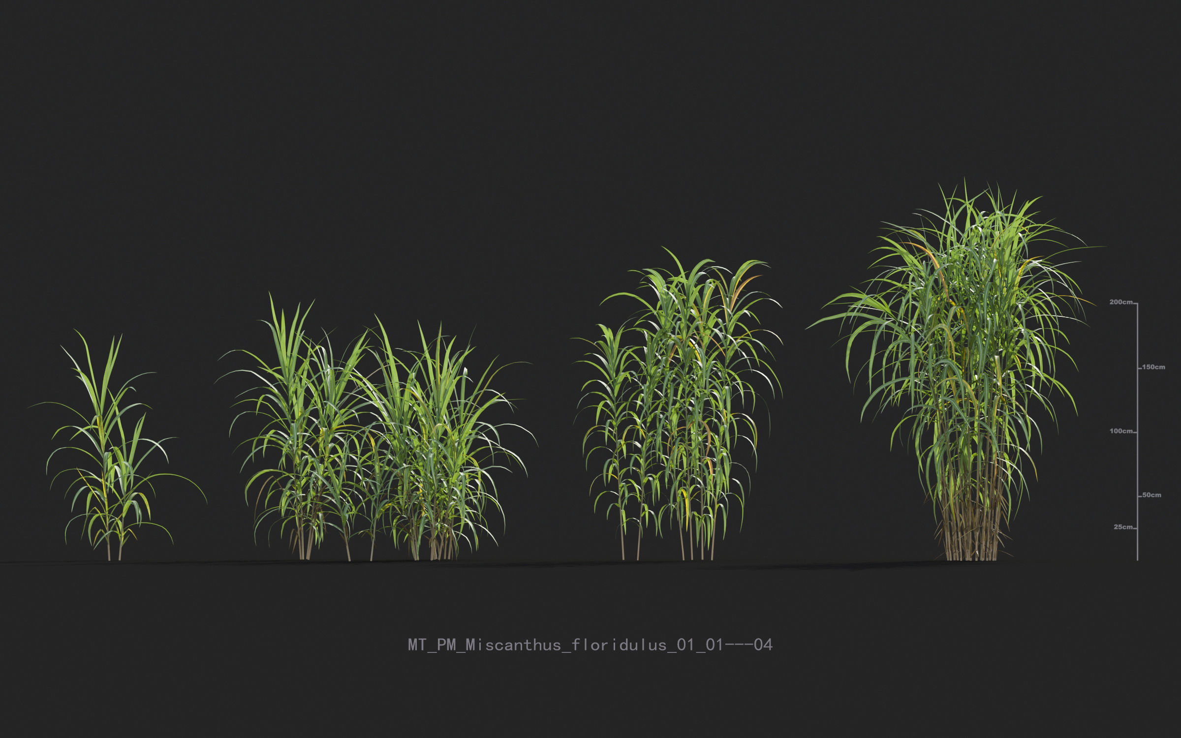 Miscanthus grass collection - Include GrowFX and Mesh file 3D model_35