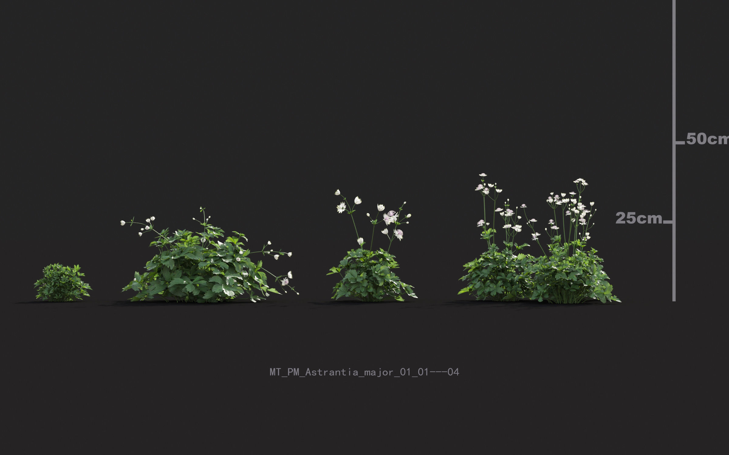 Miscanthus grass collection - Include GrowFX and Mesh file 3D model_7