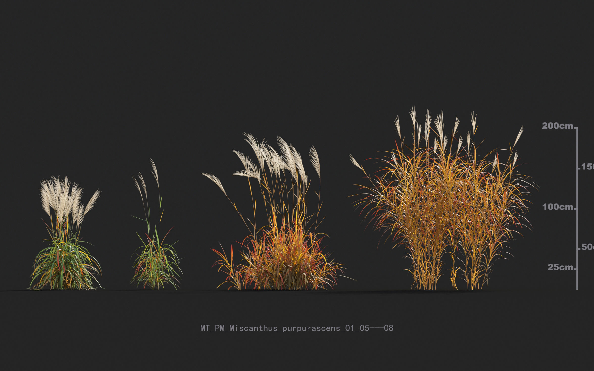 Miscanthus grass collection - Include GrowFX and Mesh file 3D model_40
