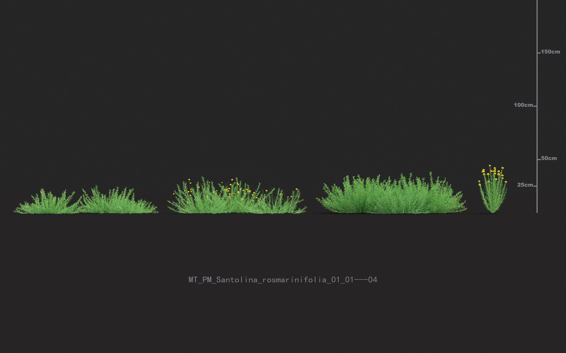 Miscanthus grass collection - Include GrowFX and Mesh file 3D model_57