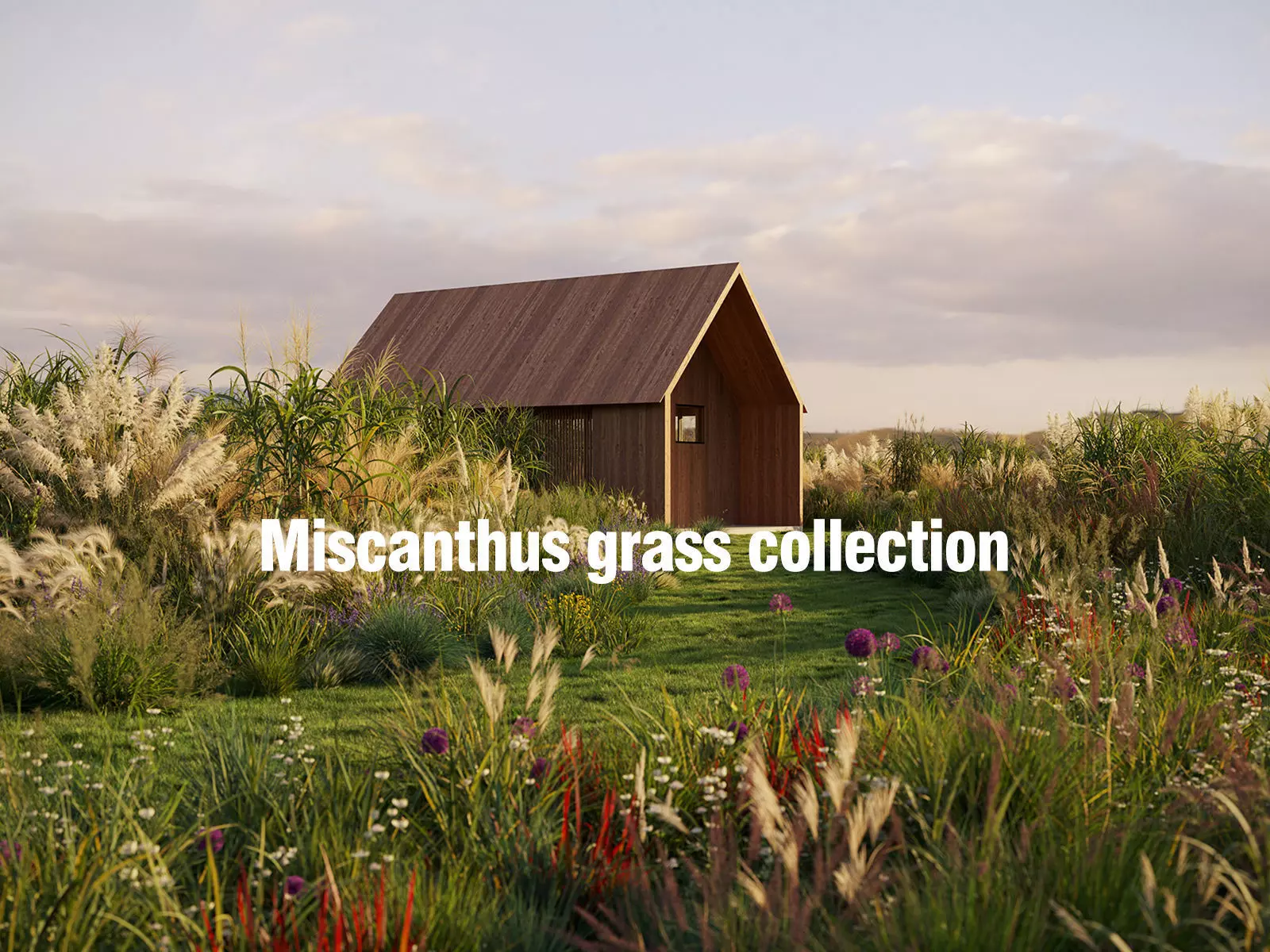Miscanthus grass collection - Include GrowFX and Mesh file 3D model_0