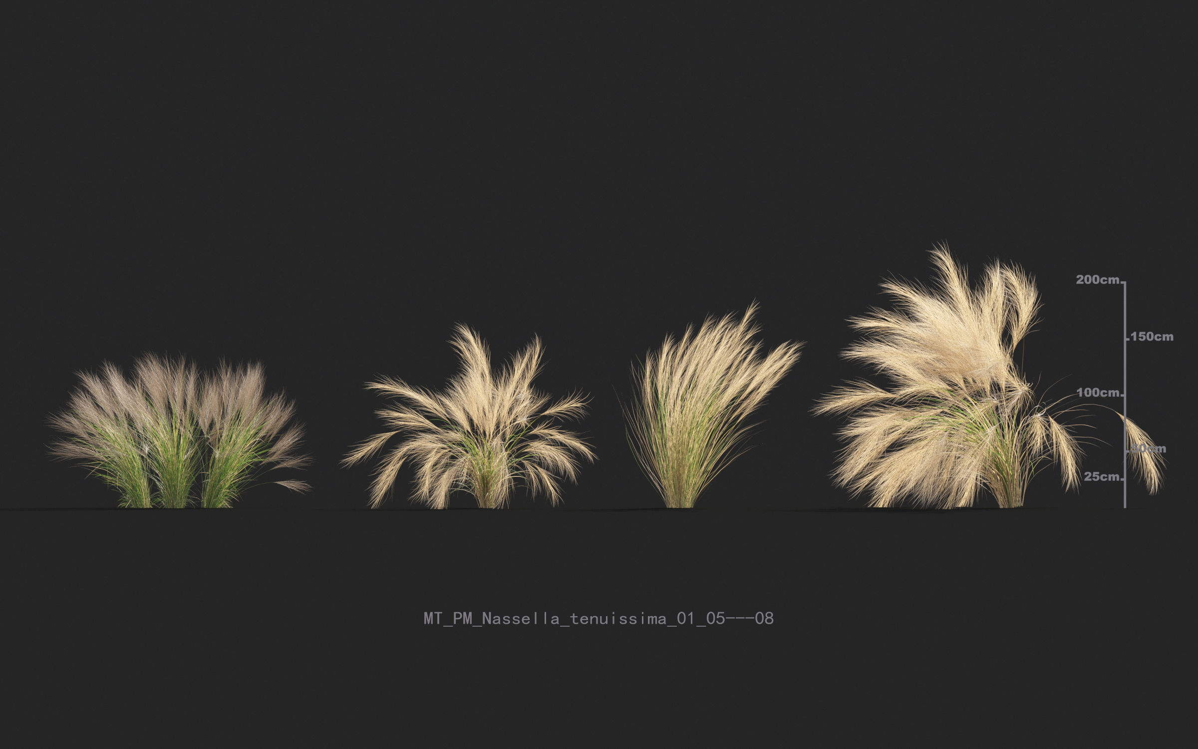 Miscanthus grass collection - Include GrowFX and Mesh file 3D model_48