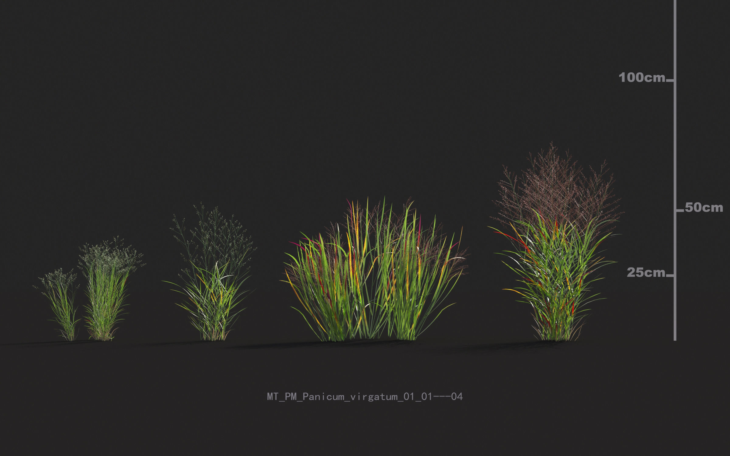 Miscanthus grass collection - Include GrowFX and Mesh file 3D model_49