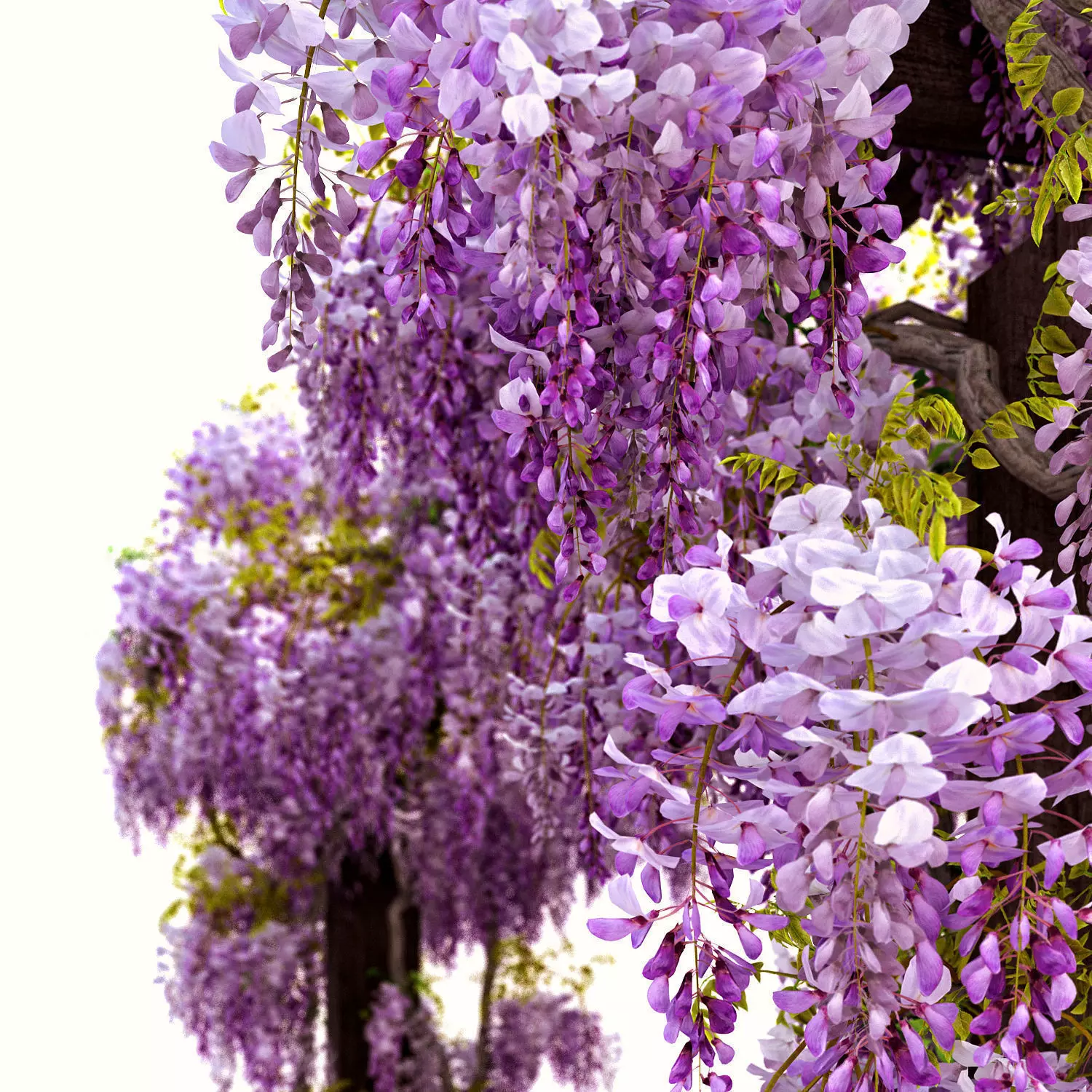 Wisteria Pergola 3D model