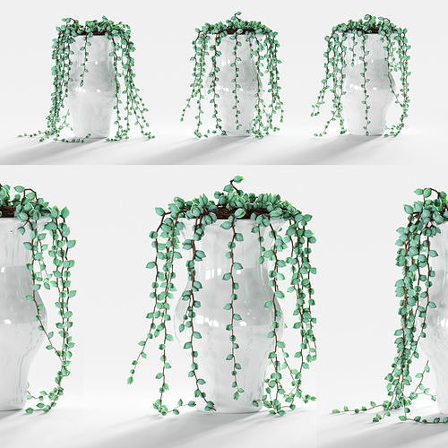 Succulents in pots - 3 models 3D model