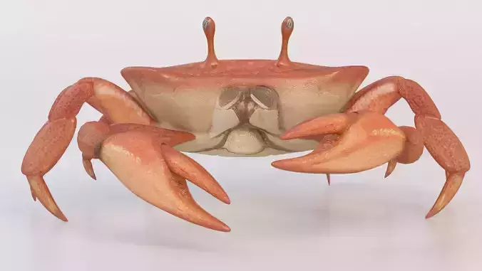 crab crustaceans 3D model