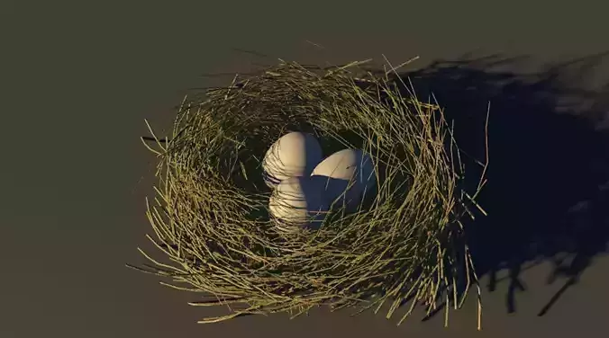 Bird Nest