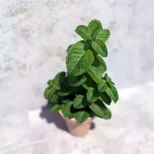 Mint in a pot 