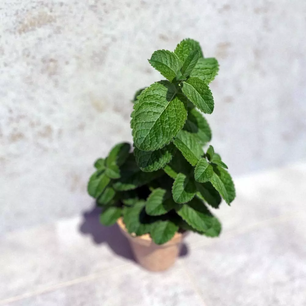 Mint in a pot  3D model_0