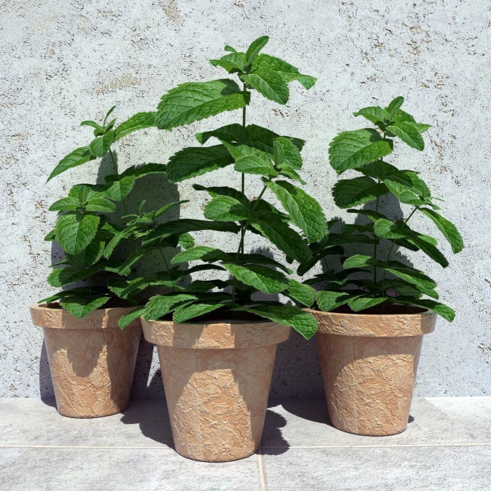 Mint in a pot  3D model_3