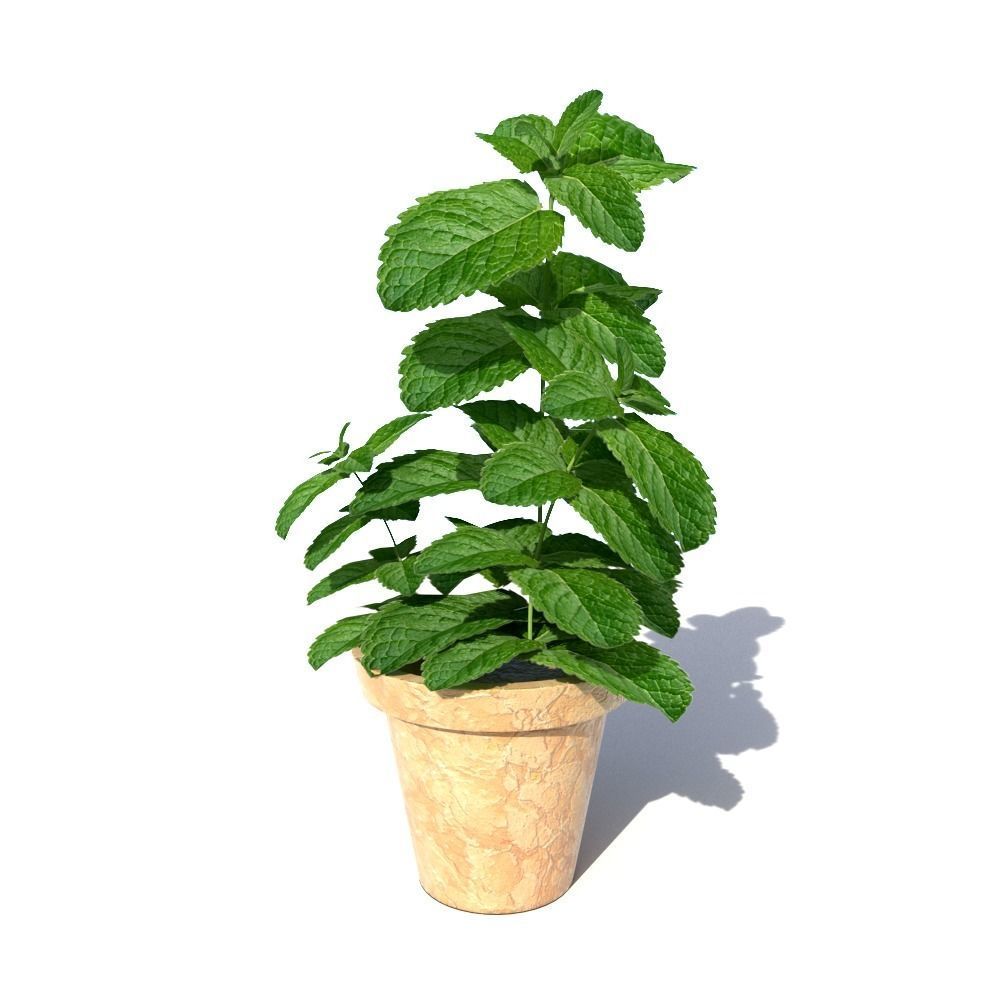 Mint in a pot  3D model_1