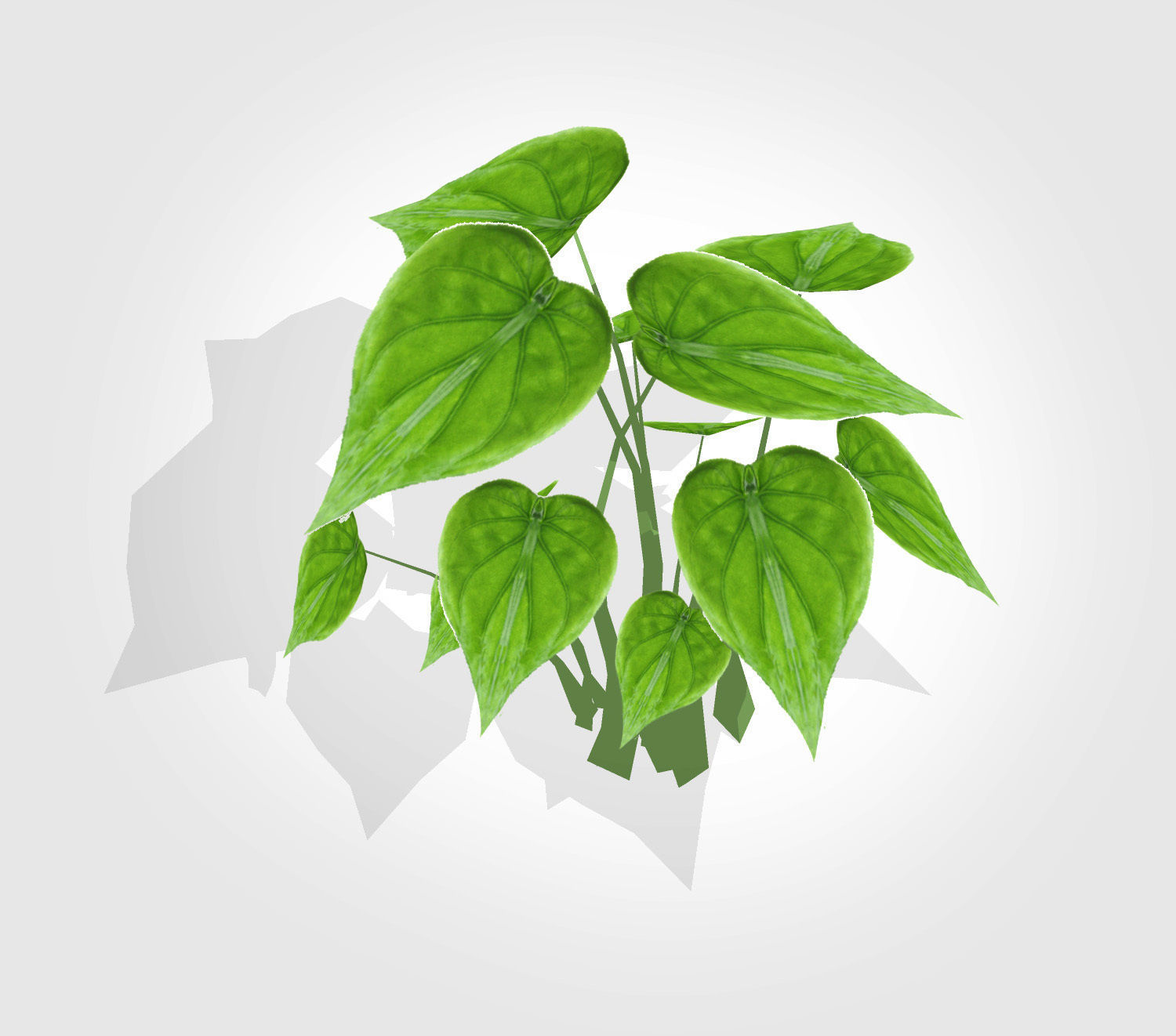 Alocasia Cucullata Low-poly 3D model_6