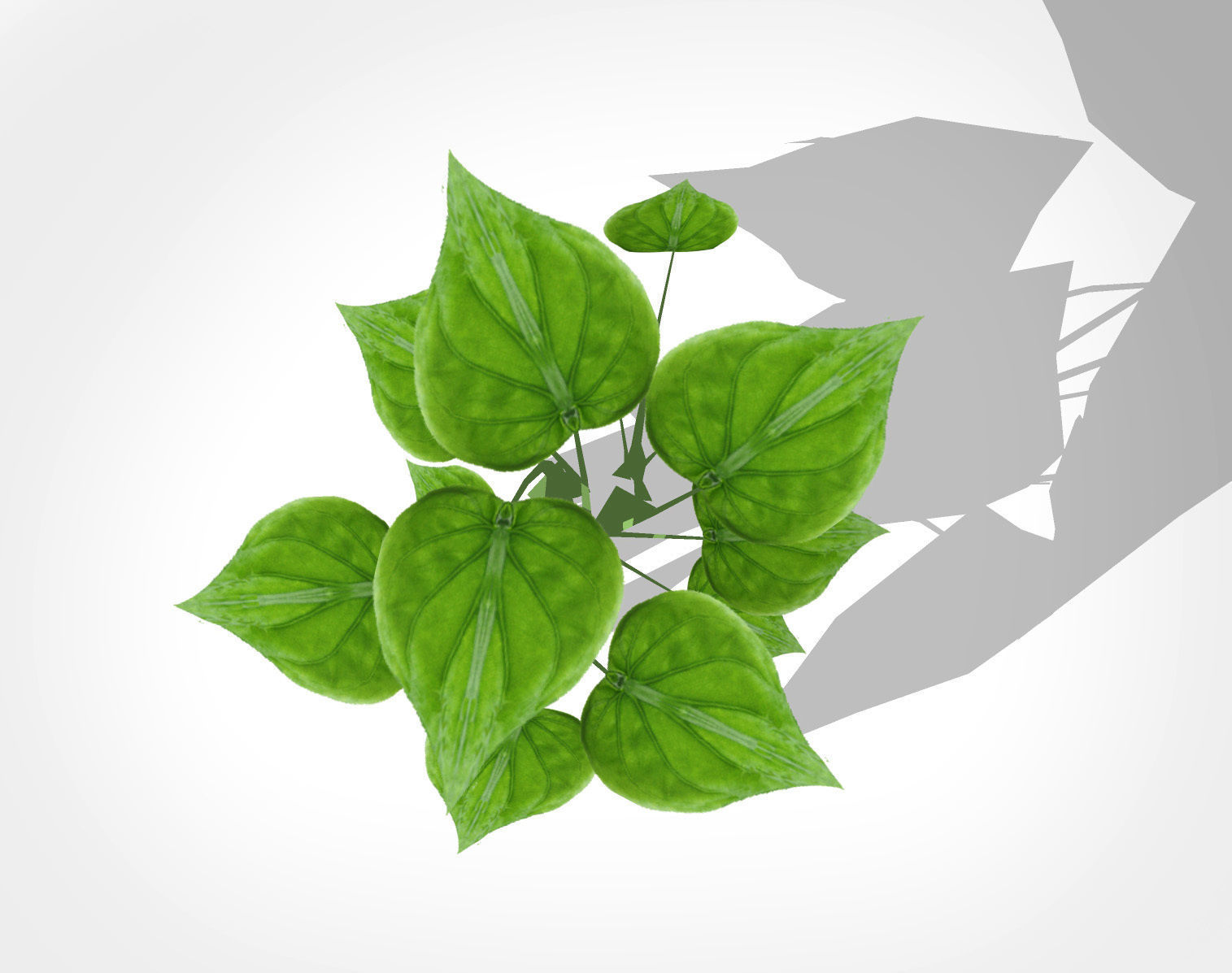 Alocasia Cucullata Low-poly 3D model_4