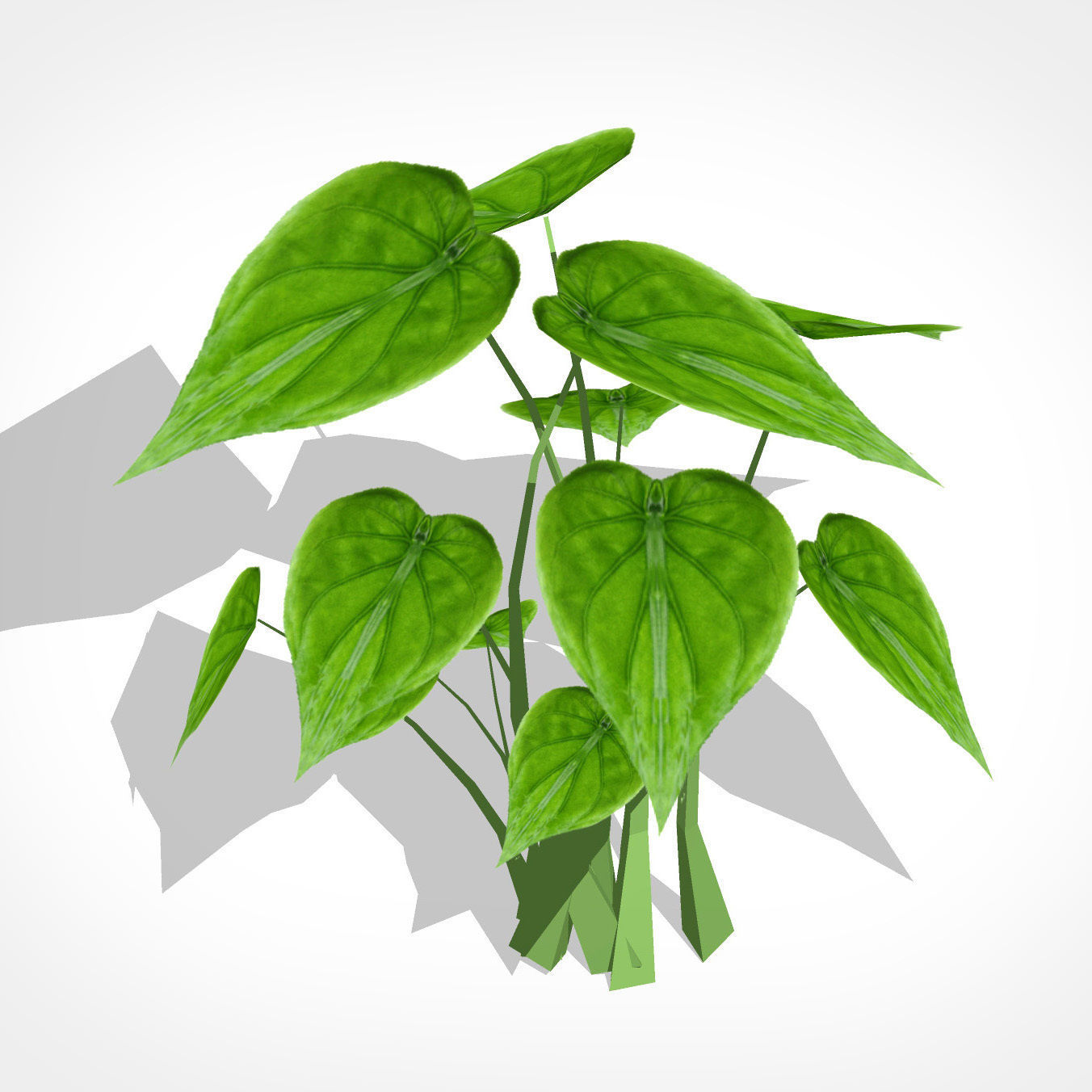 Alocasia Cucullata Low-poly 3D model_5
