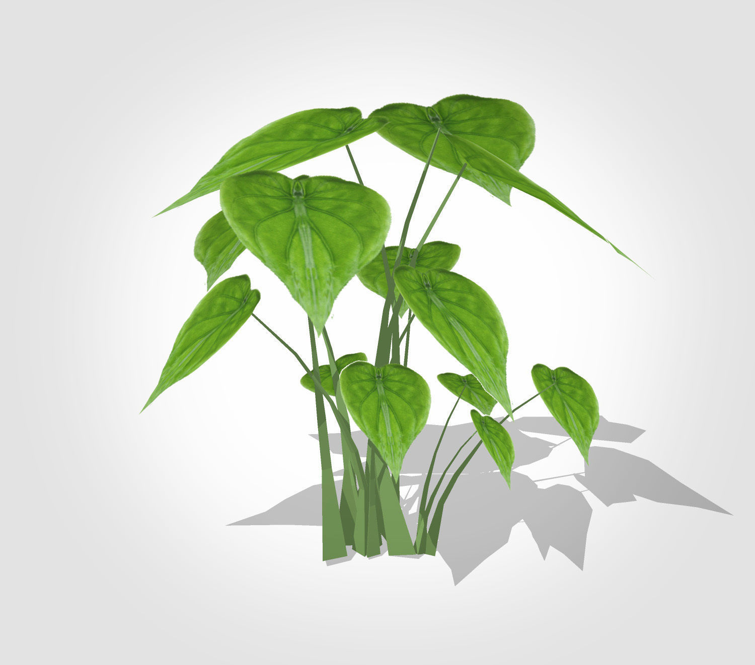 Alocasia Cucullata Low-poly 3D model_1