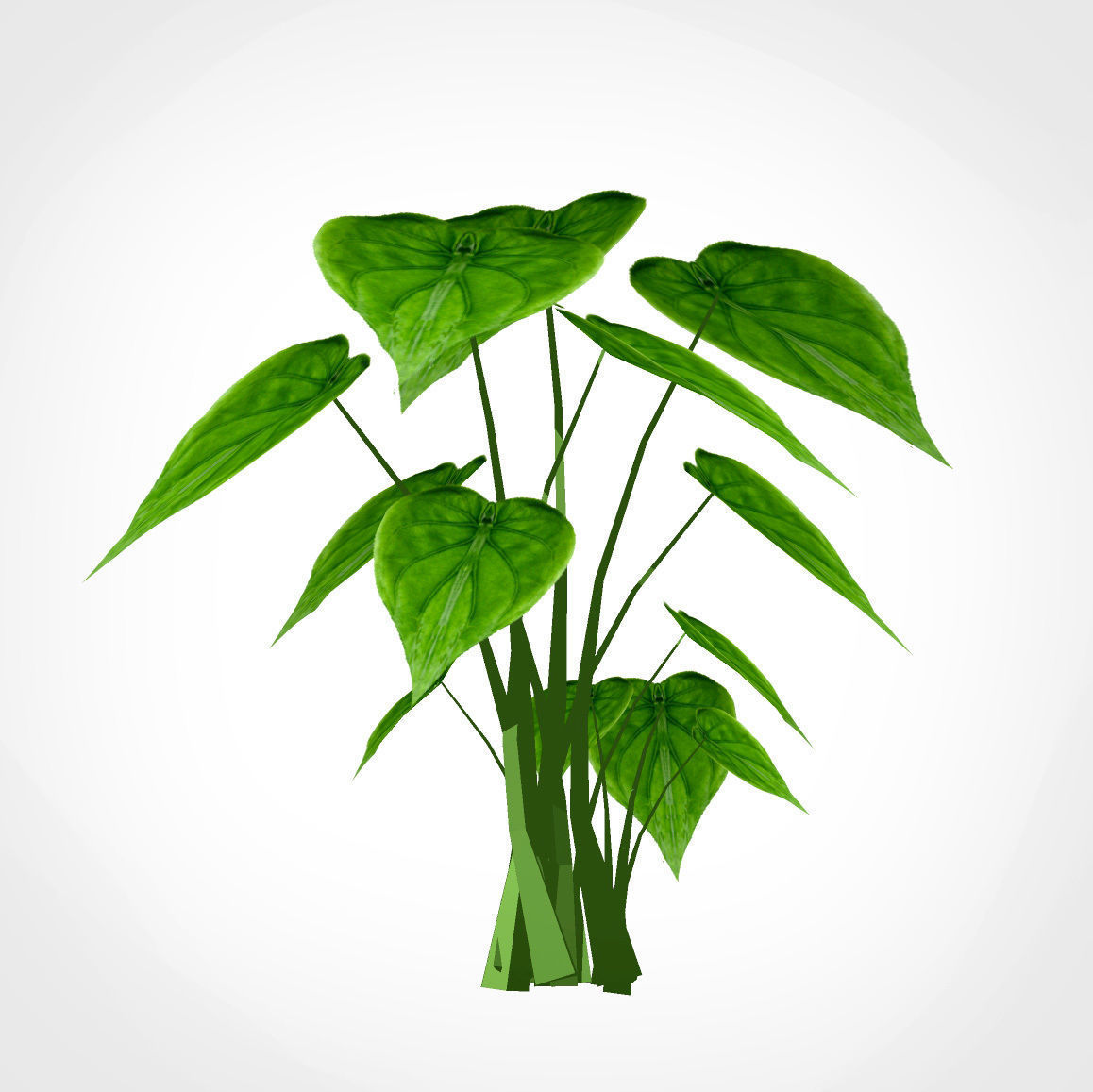 Alocasia Cucullata Low-poly 3D model_2