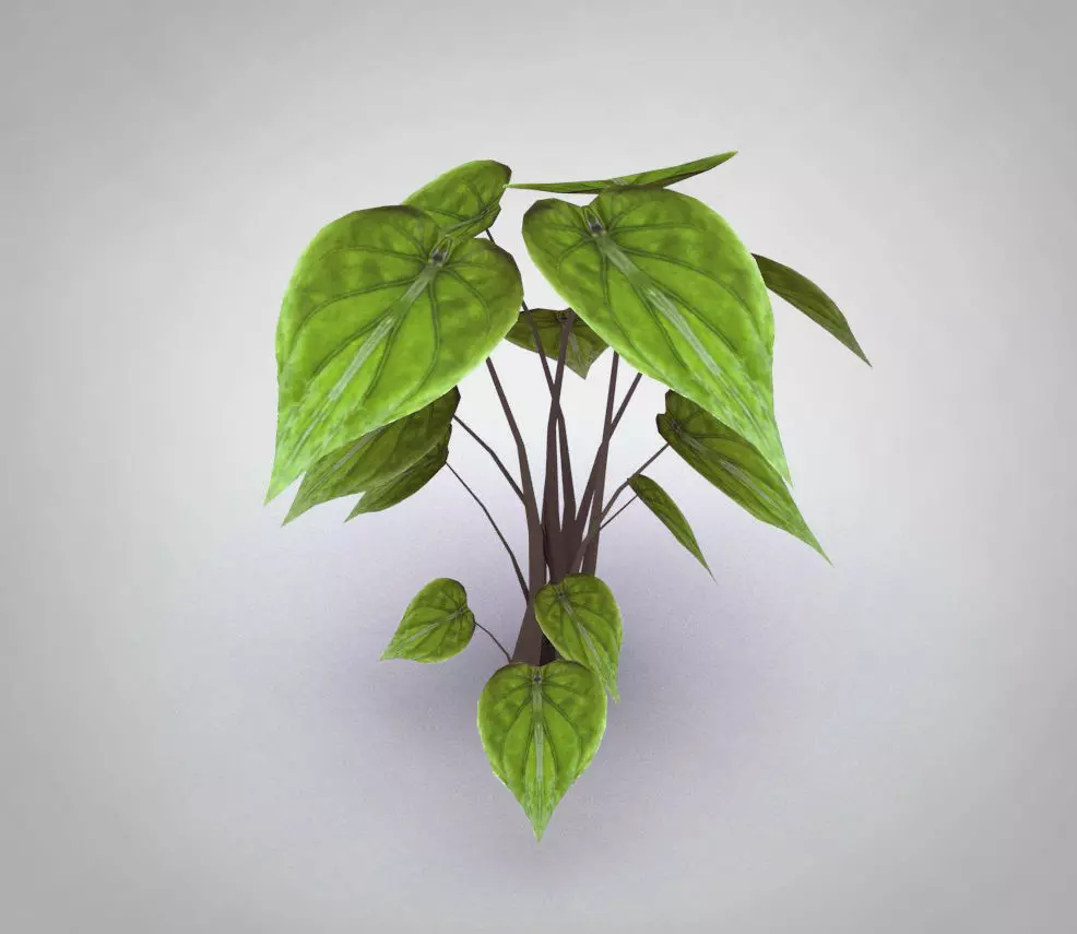 Alocasia Cucullata Low-poly 3D model_0