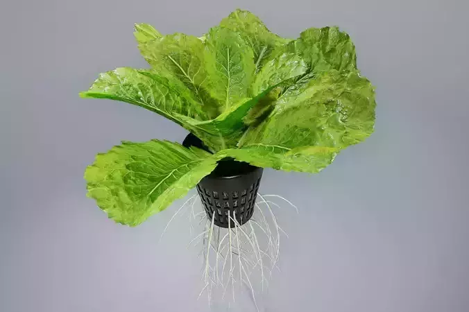 lettuce grean 3D model
