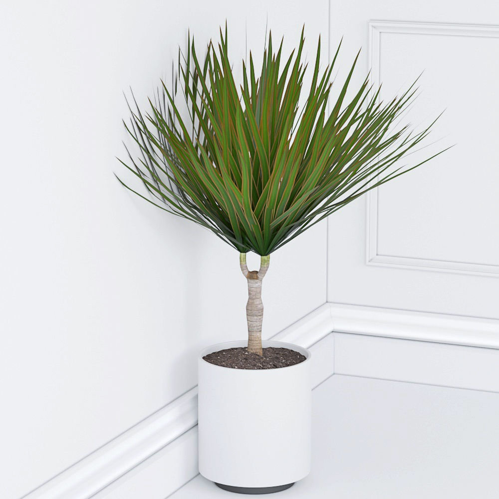 Houseplant 33 3D model_3