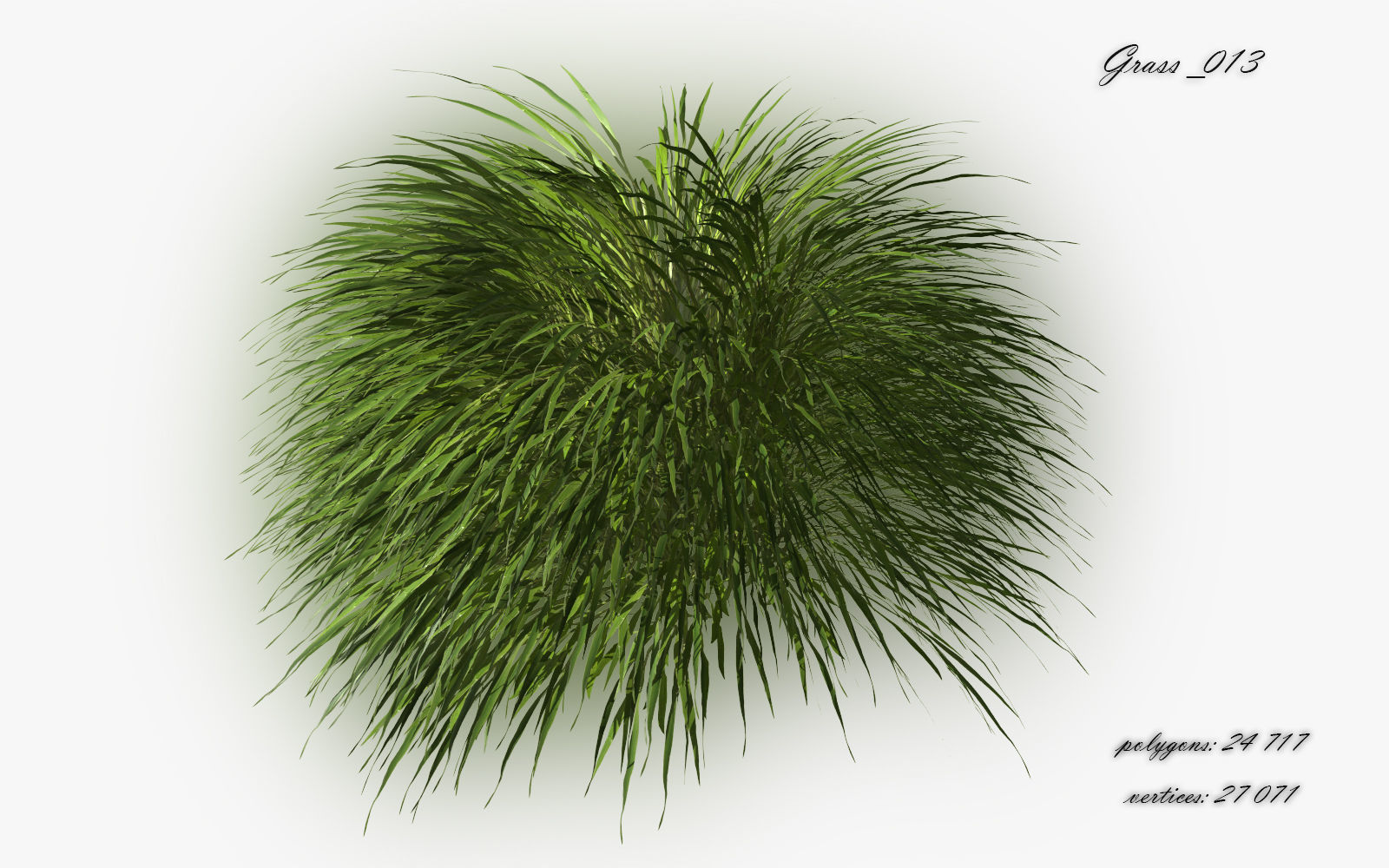 Grass Hakonechloa  Low-poly 3D model_16