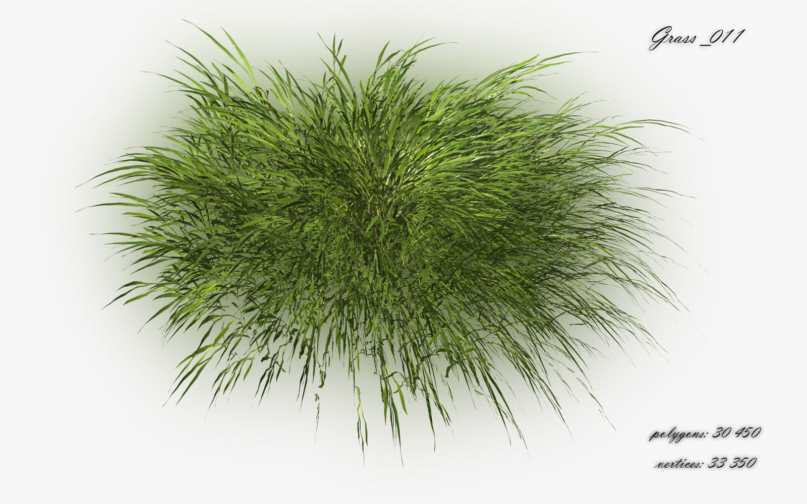 Grass Hakonechloa  Low-poly 3D model_14
