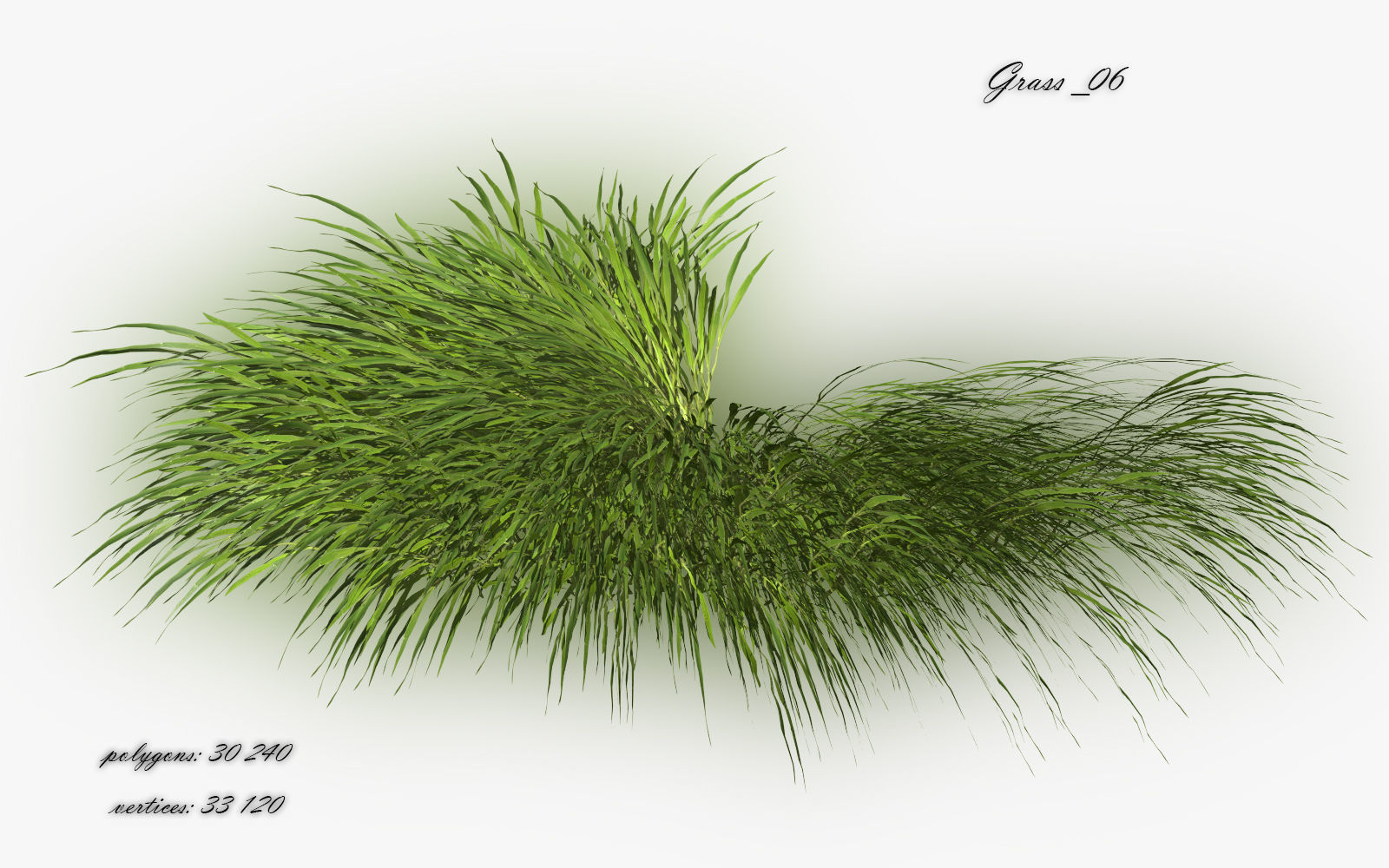 Grass Hakonechloa  Low-poly 3D model_7