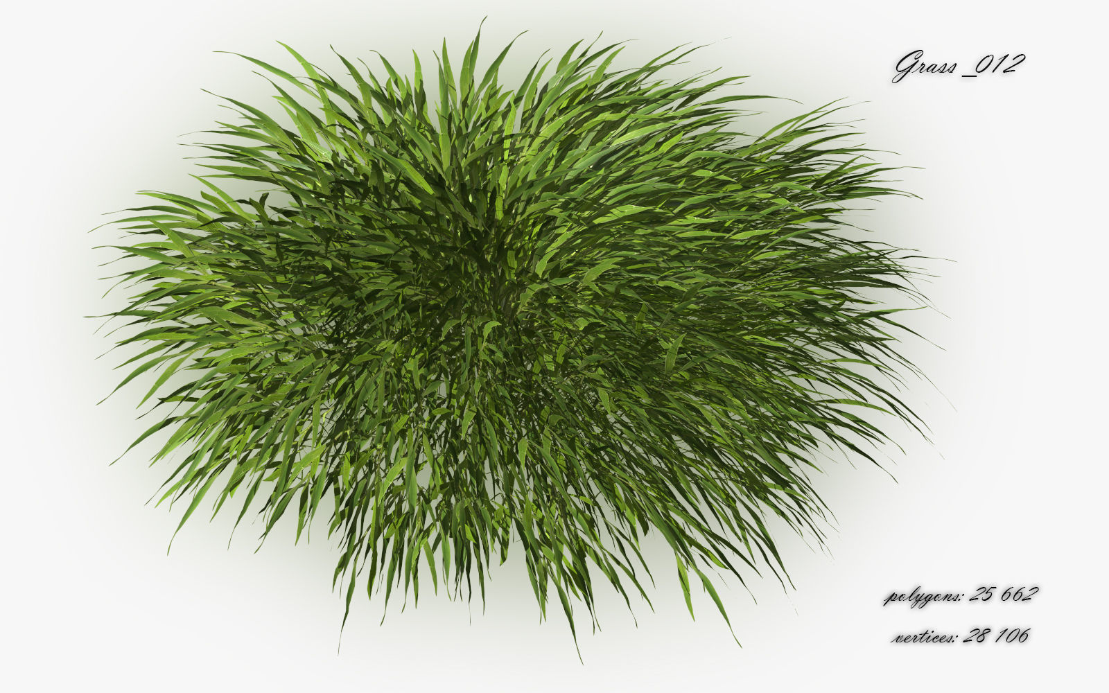 Grass Hakonechloa  Low-poly 3D model_15
