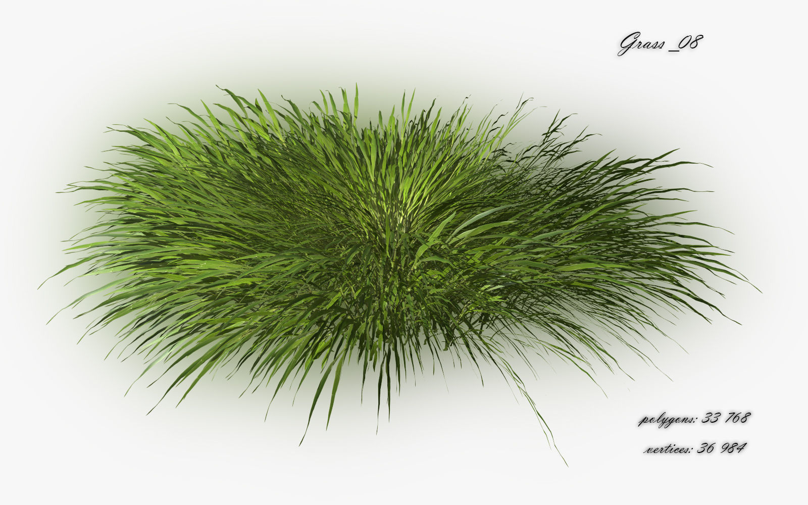 Grass Hakonechloa  Low-poly 3D model_12