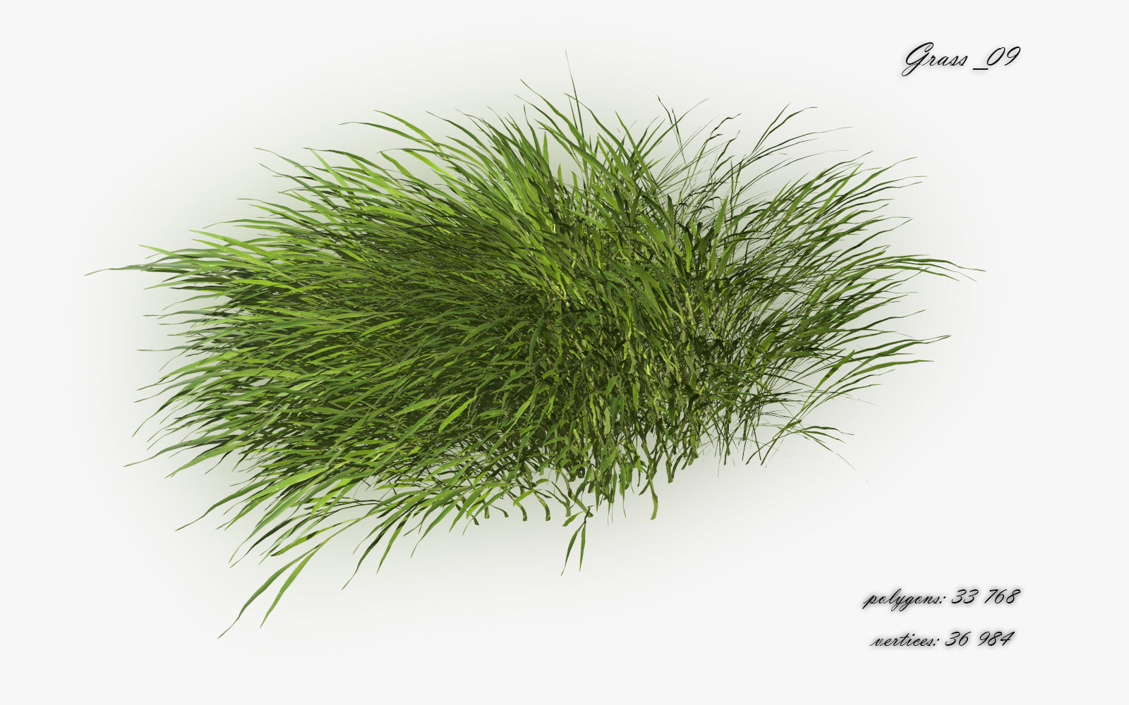 Grass Hakonechloa  Low-poly 3D model_11