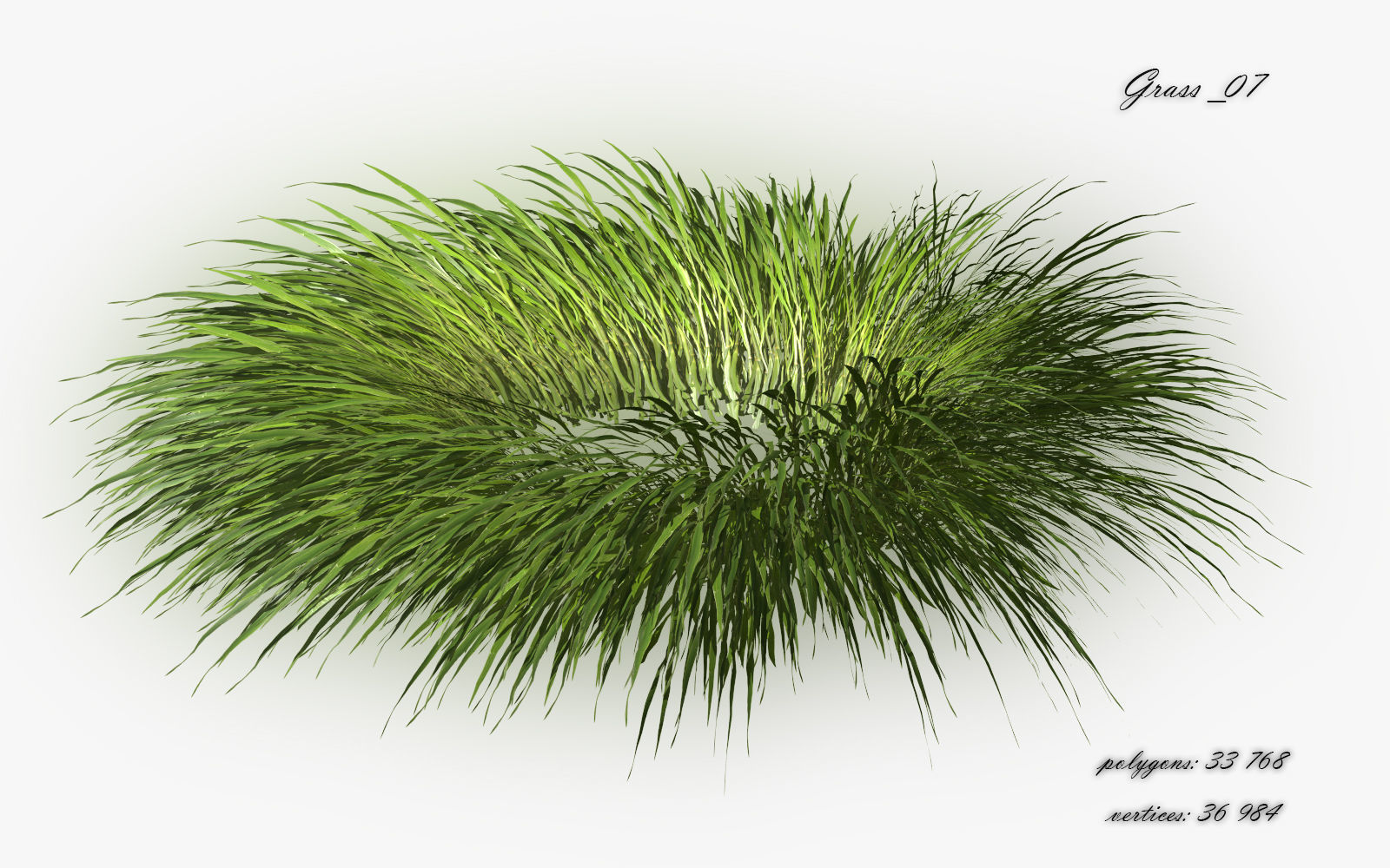 Grass Hakonechloa  Low-poly 3D model_10