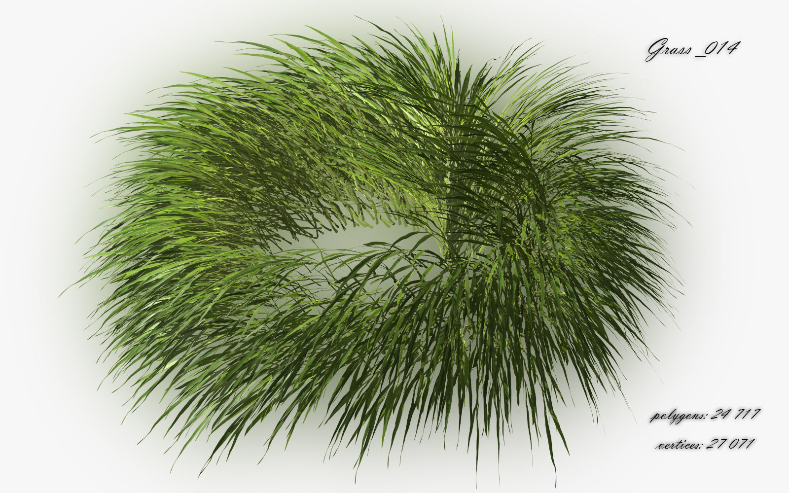 Grass Hakonechloa  Low-poly 3D model_17