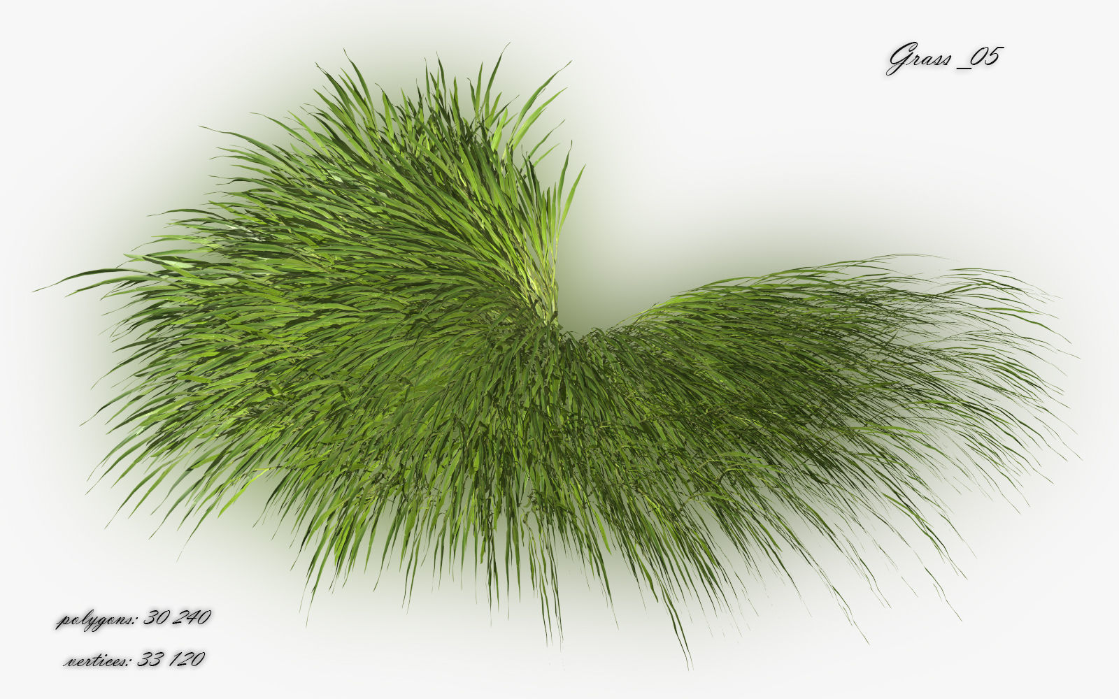 Grass Hakonechloa  Low-poly 3D model_9