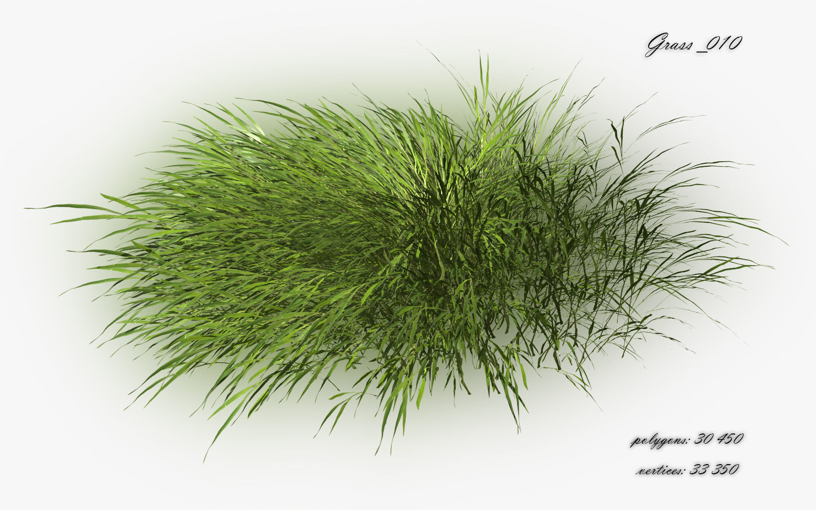 Grass Hakonechloa  Low-poly 3D model_13