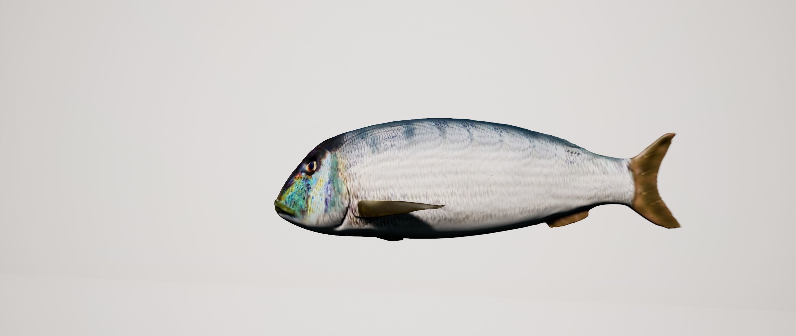 Snapper Mediterranean sea fish rigged animated Low-poly 3D model_3