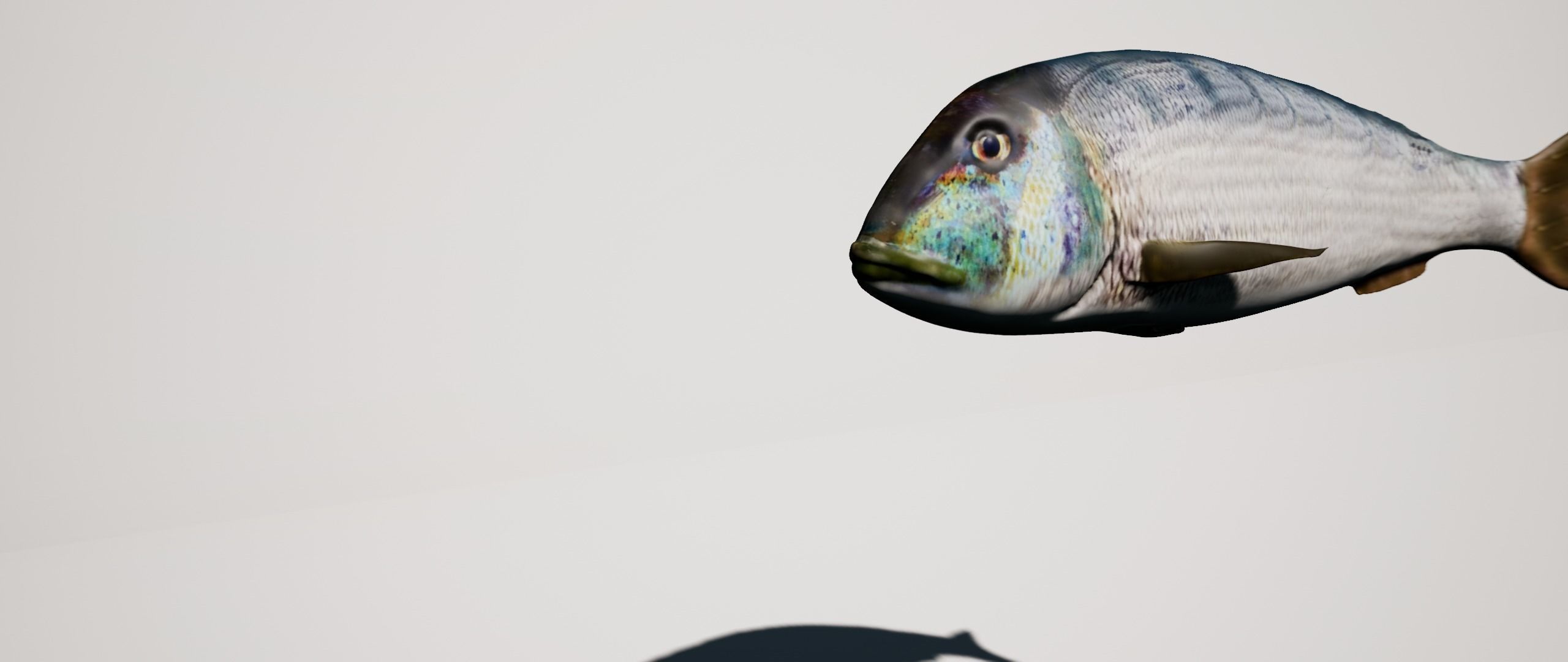 Snapper Mediterranean sea fish rigged animated Low-poly 3D model_2