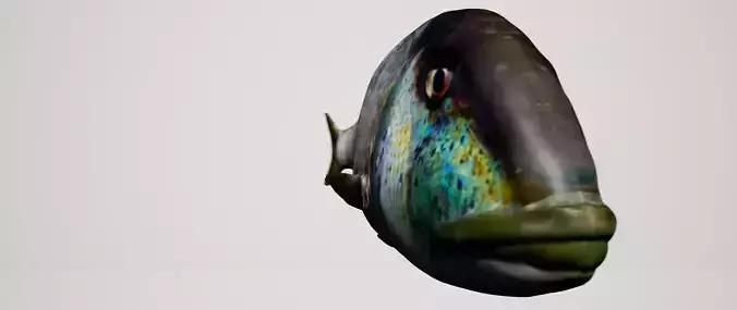 Snapper Mediterranean sea fish rigged animated Low-poly 3D model