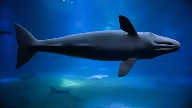Sperm whale 3D model